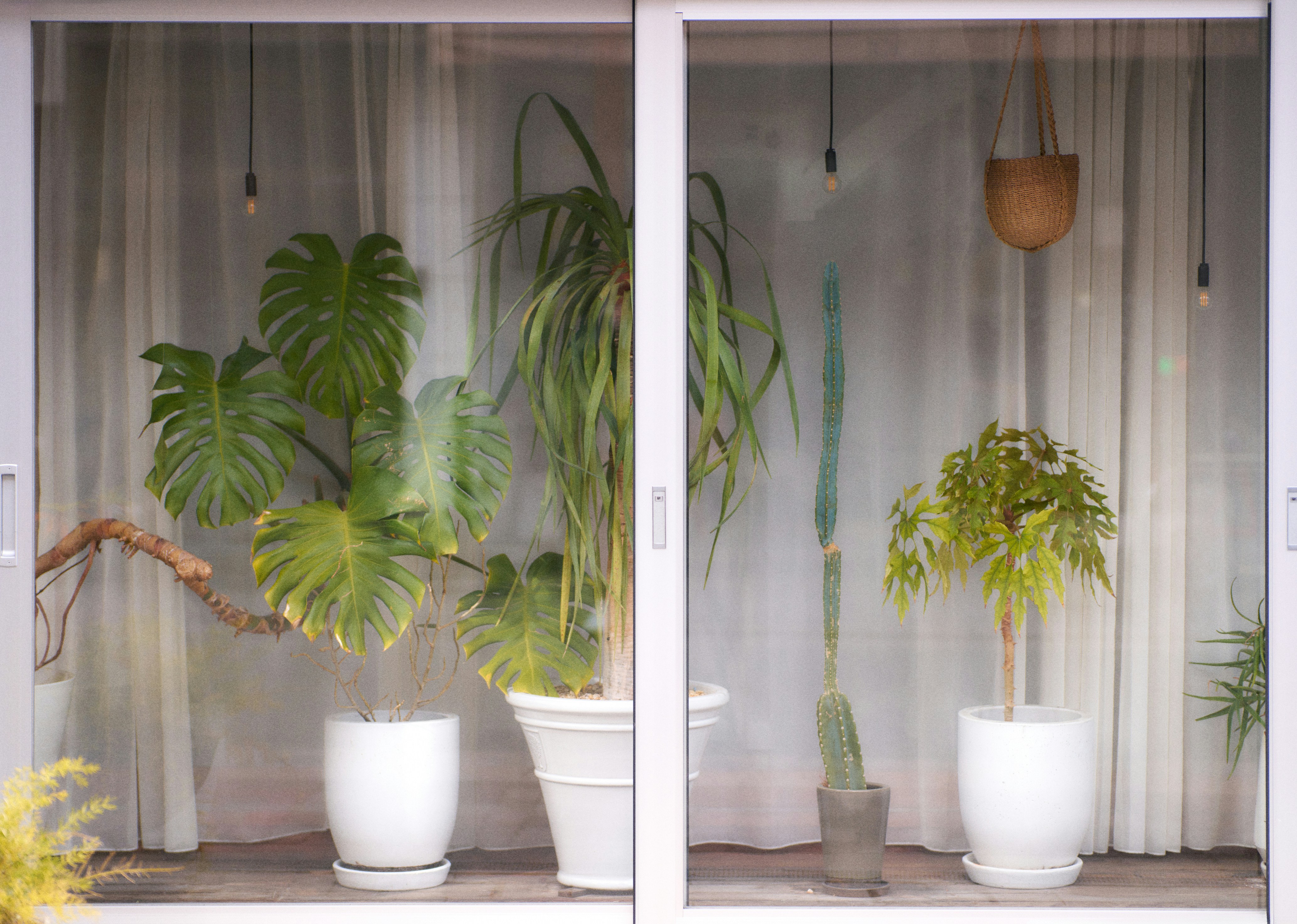 10 Best Plants Fridge Narrow-Shelf Ideas for Space Efficiency