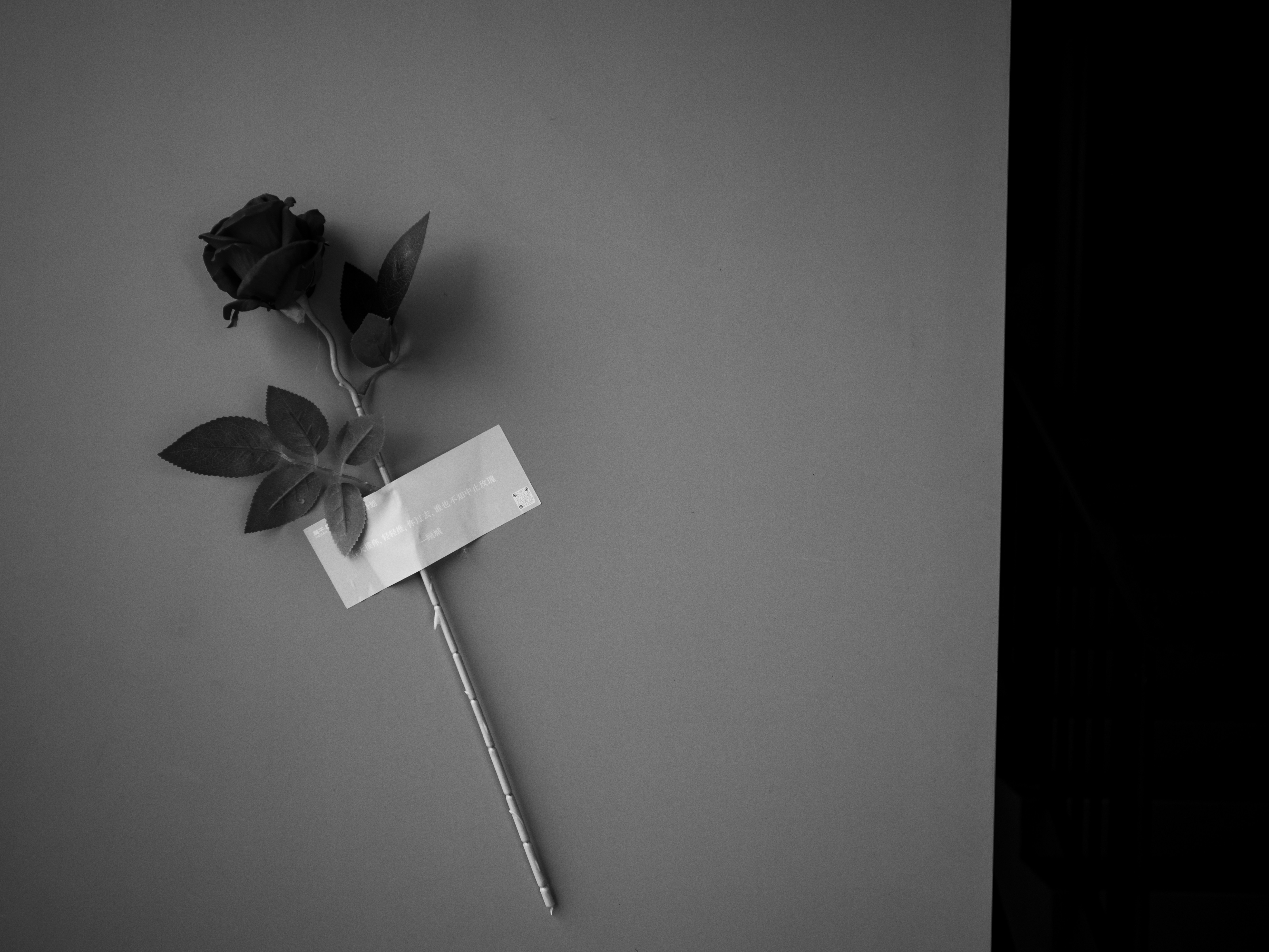 A rose with a tag lies against a grey background.