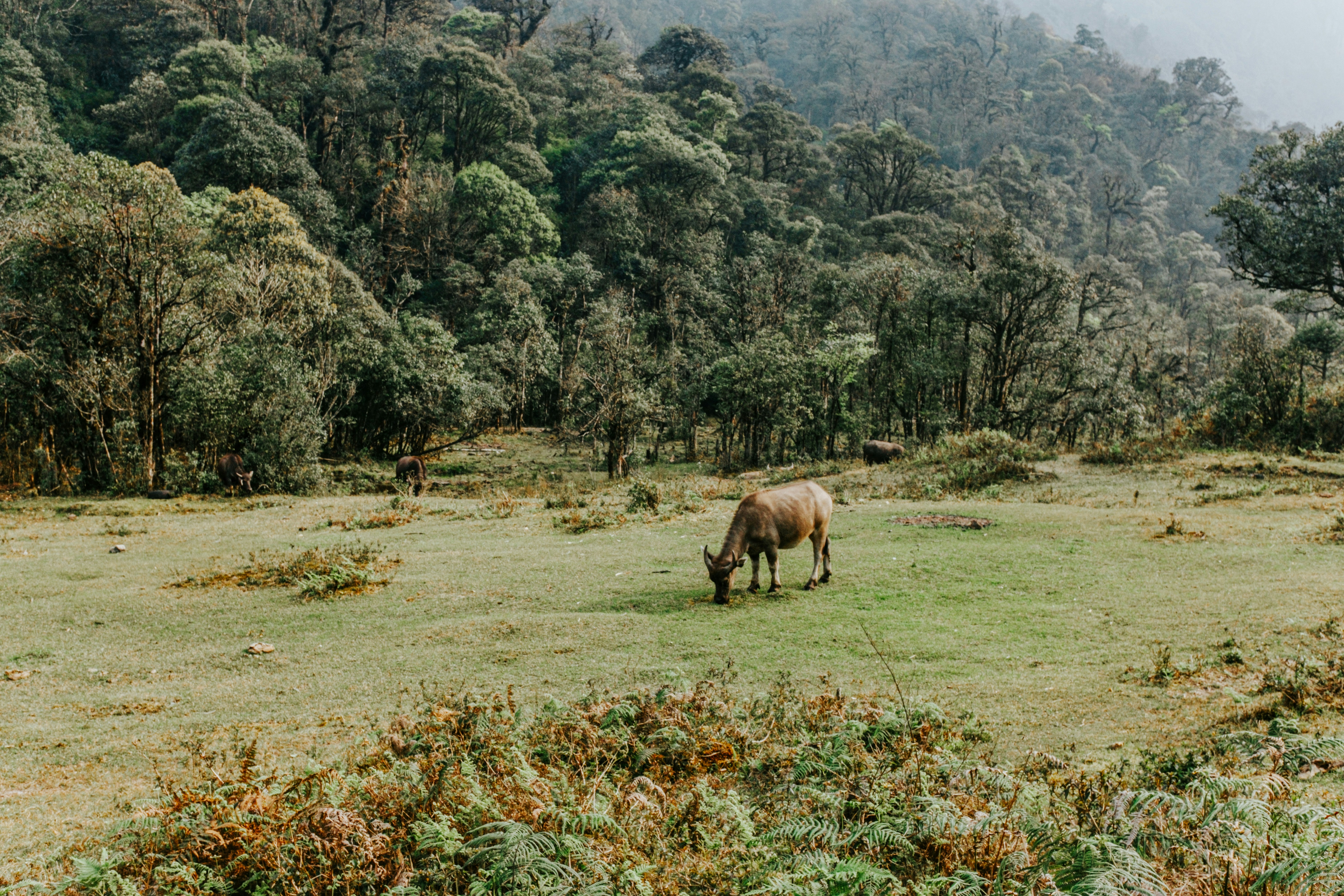 A cow grazes peacefully in a green meadow.
