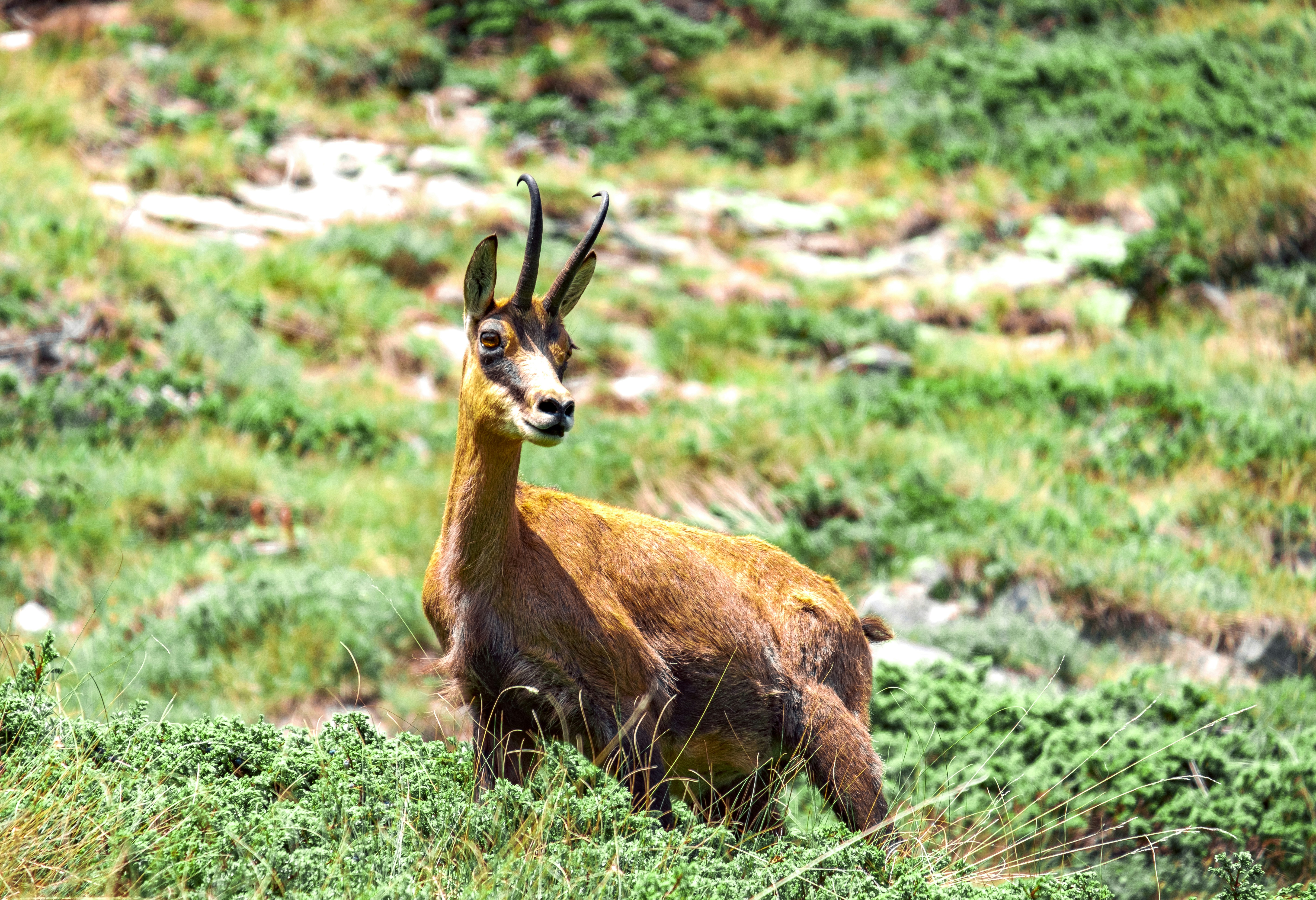A chamois stands in a grassy mountain area.