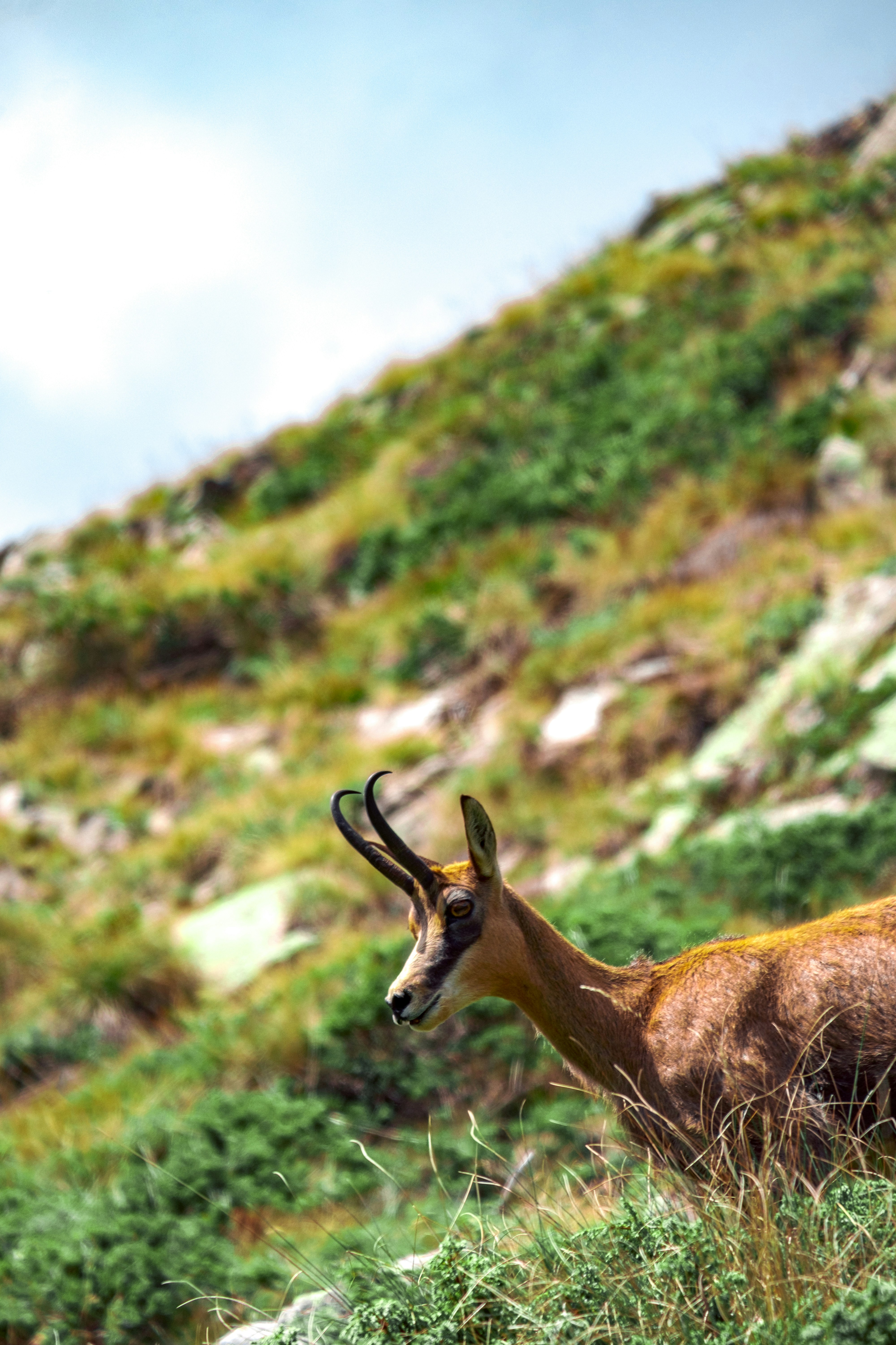 A mountain goat stands on a grassy hillside.