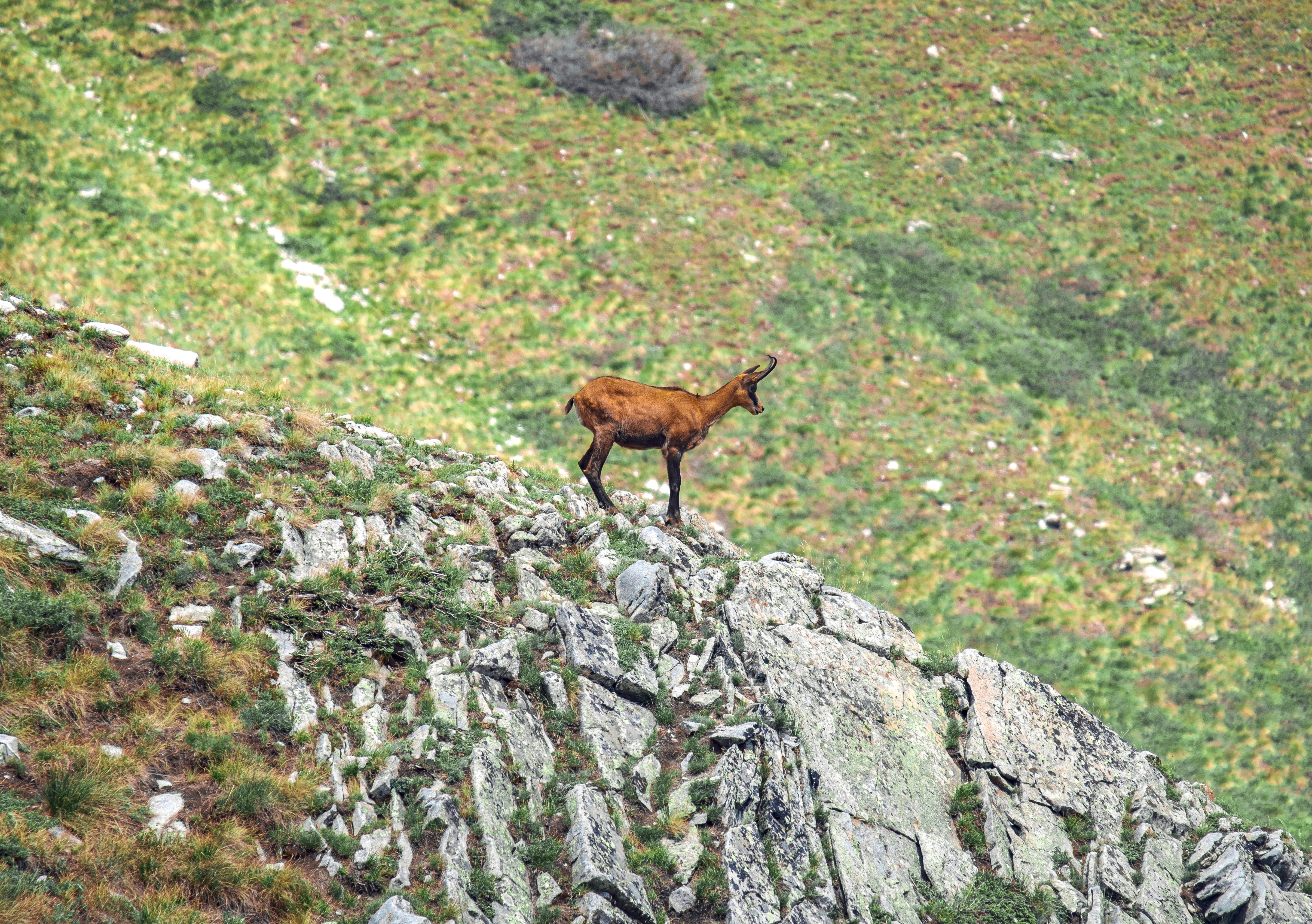 A chamois stands on a rocky mountain.