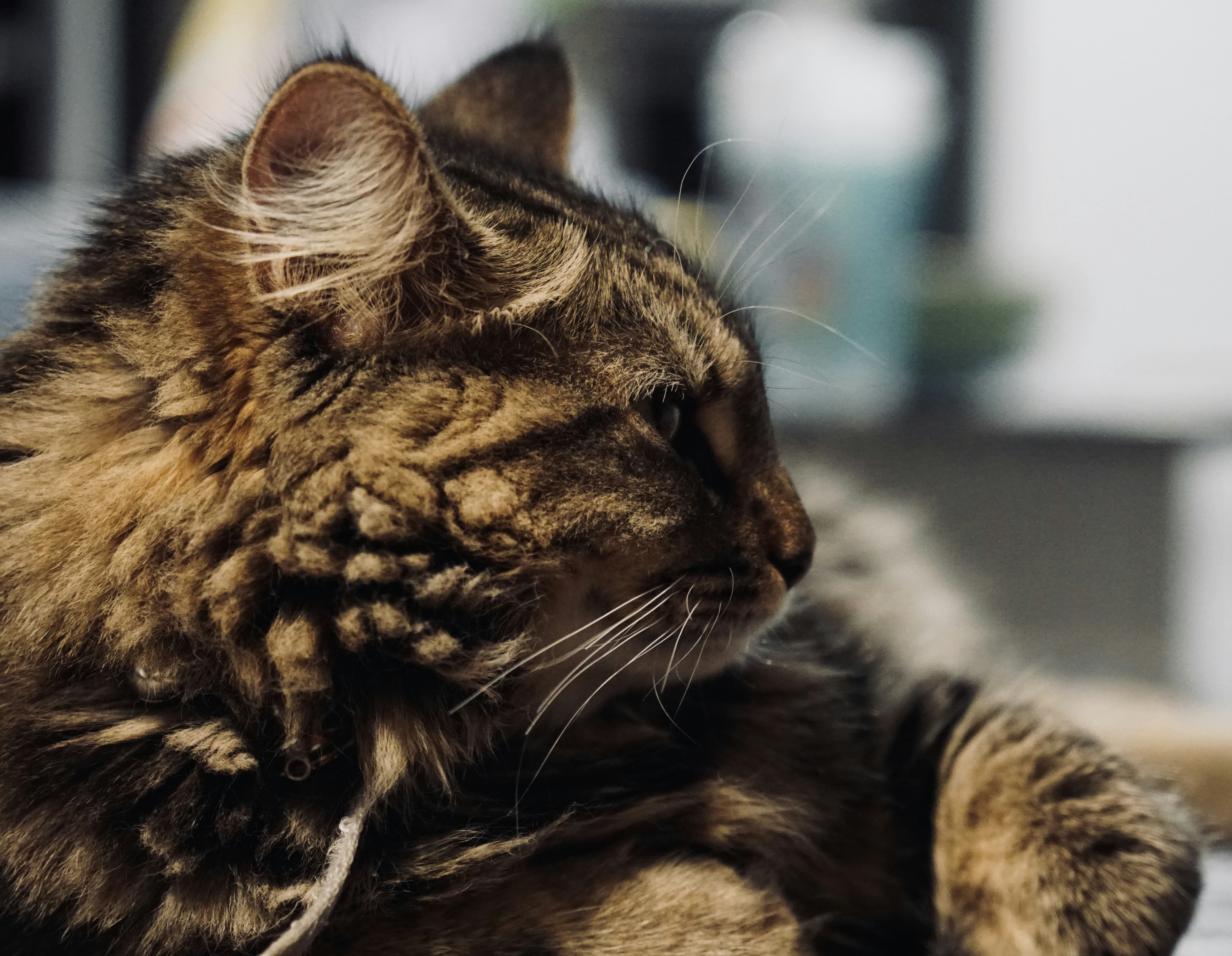 Professionelle Katzenpflege