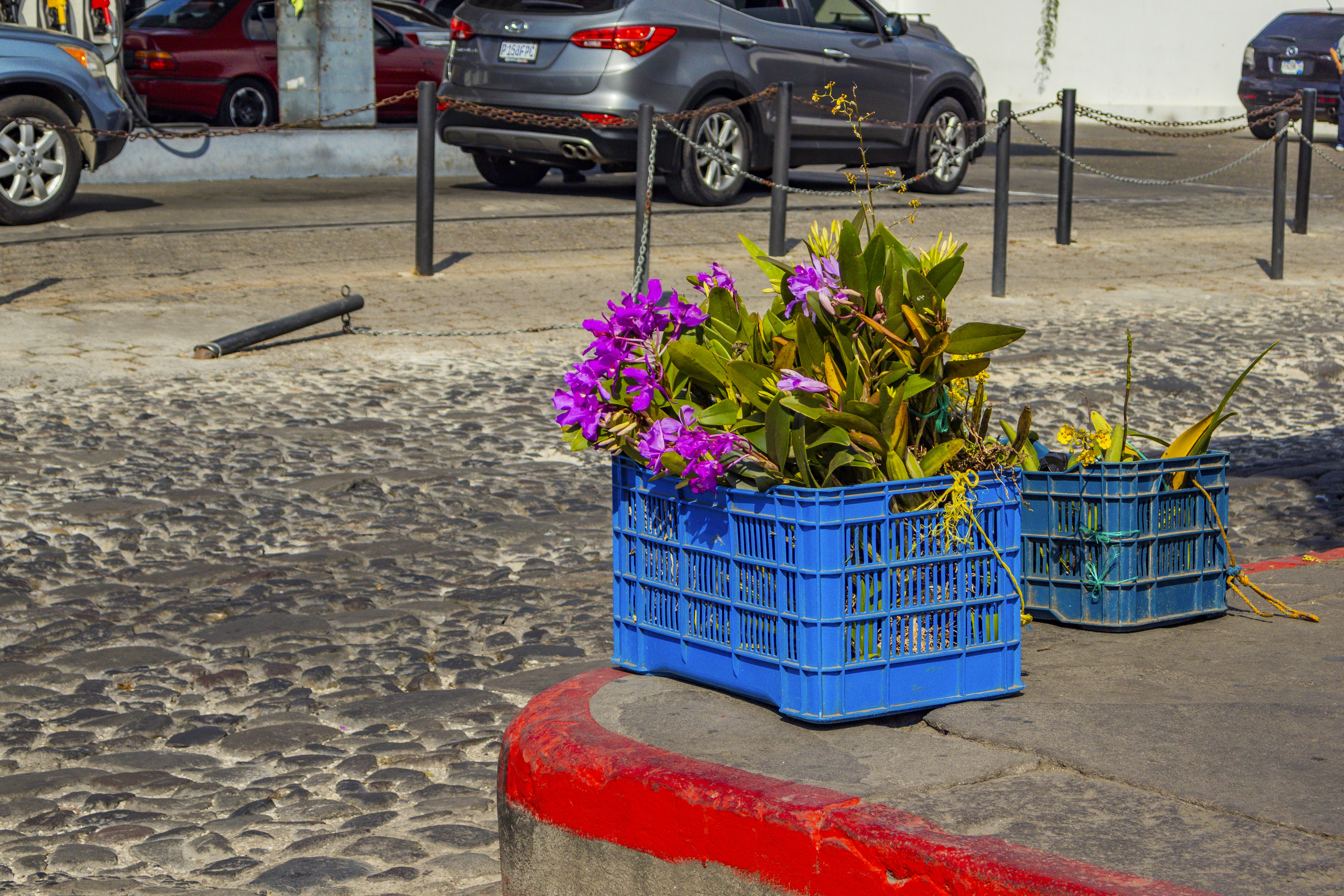 Flowers in blue crates near a street.
