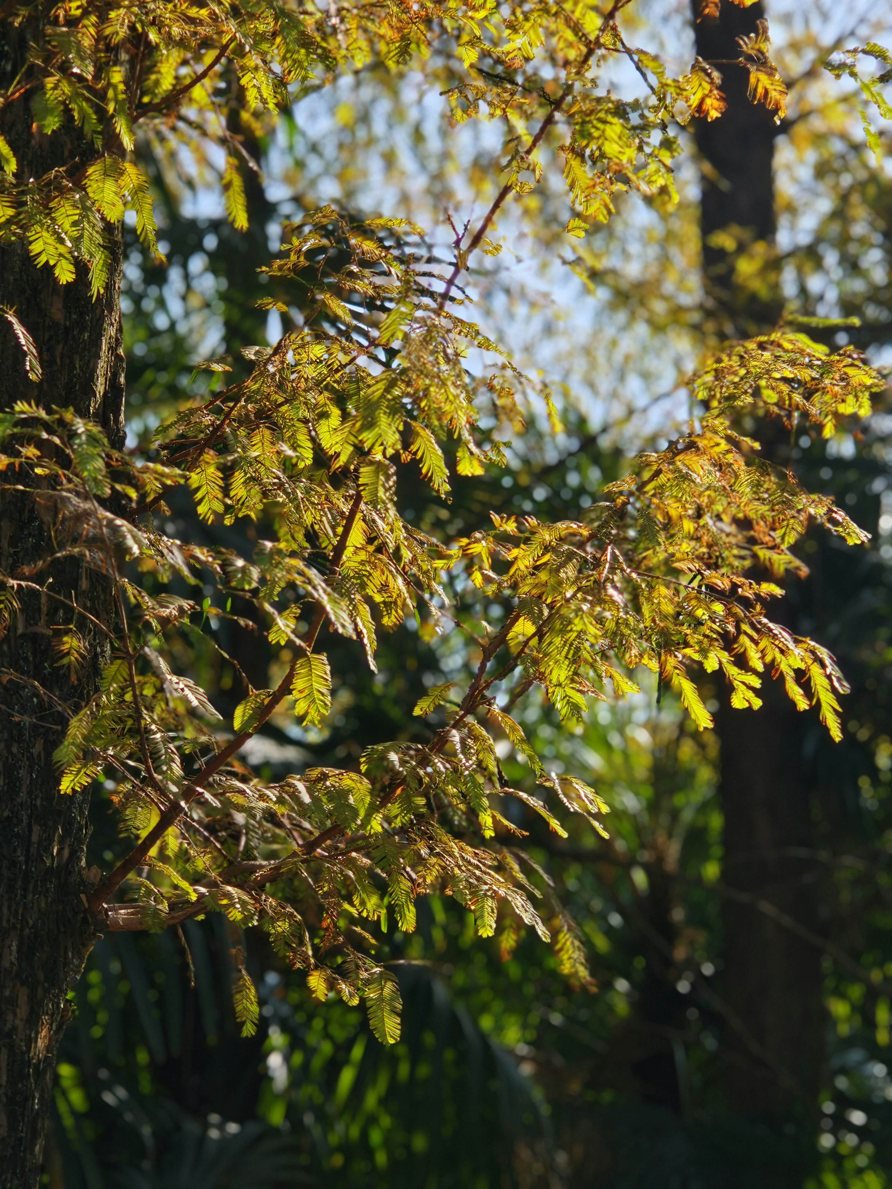 Photo by robertchen13