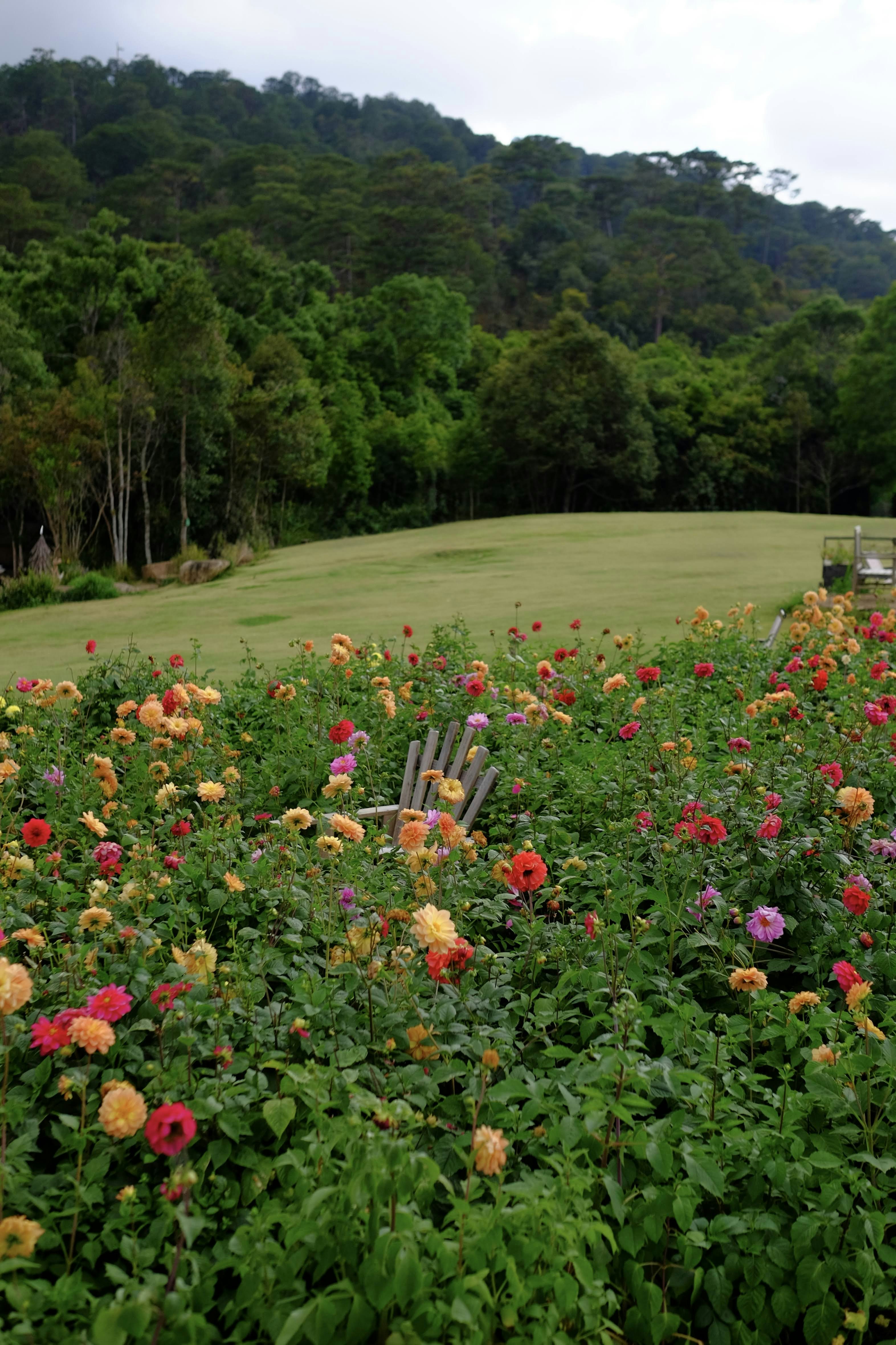 Flowers bloom in front of a beautiful landscape.