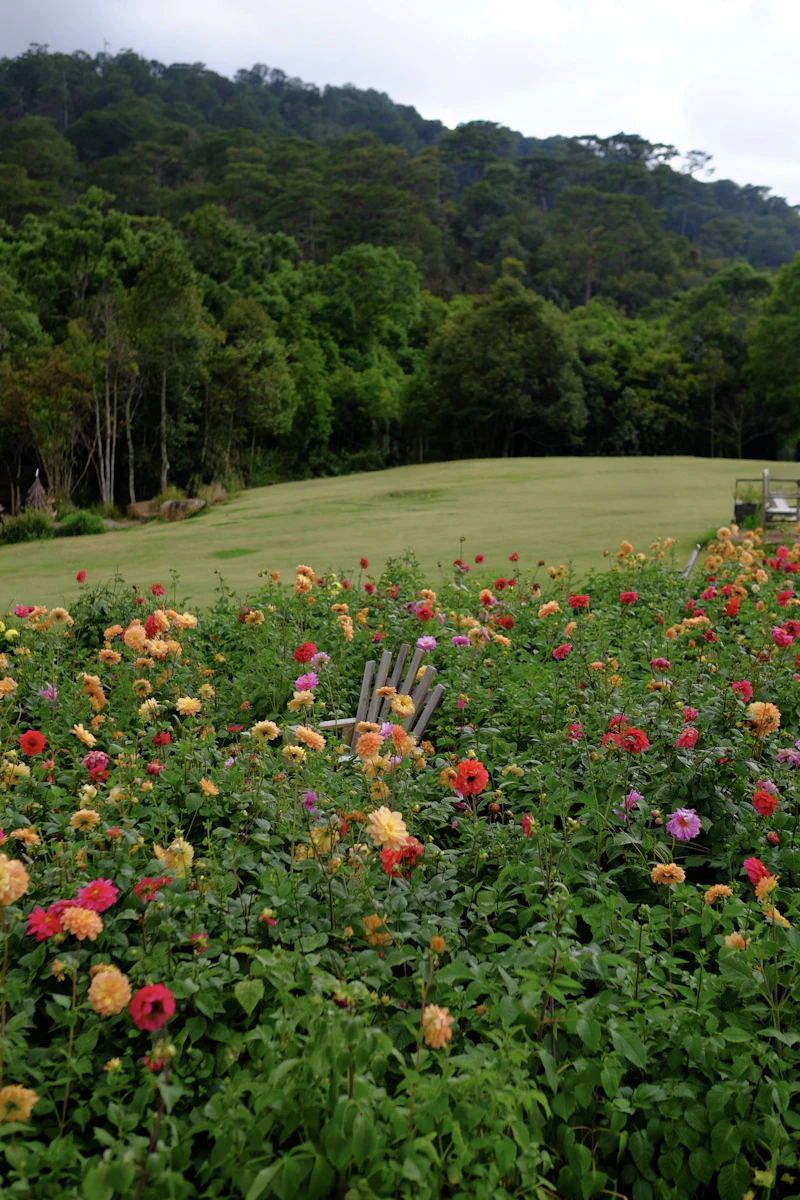 Da Lat Wild Sunflower & Flower Season