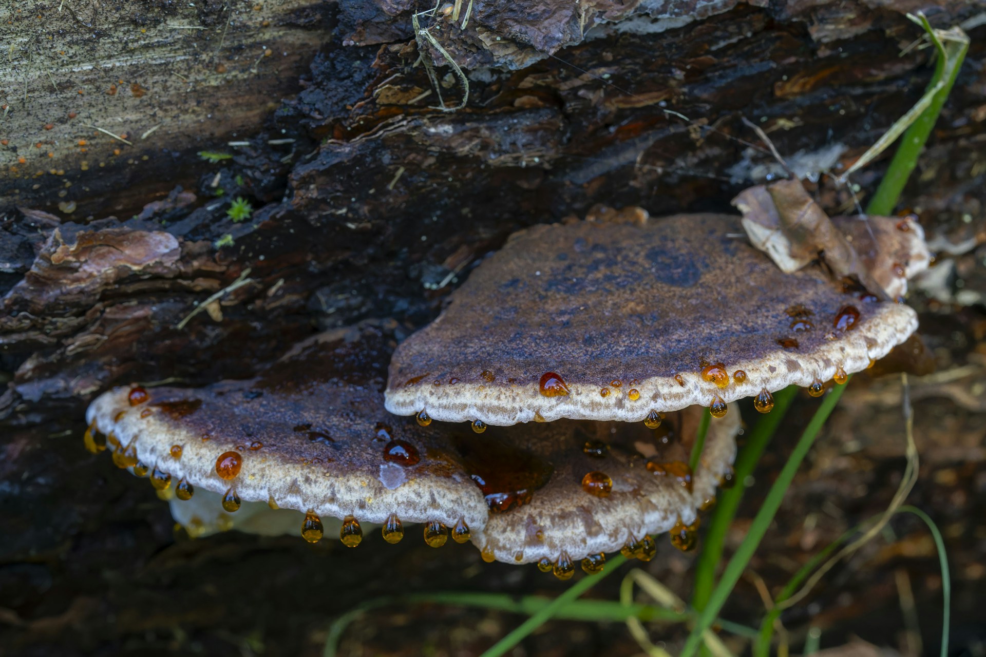 Mushrooms growing on a tree trunk in the woods.