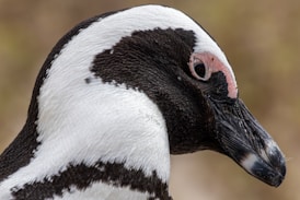 A close-up shows a penguin's head.