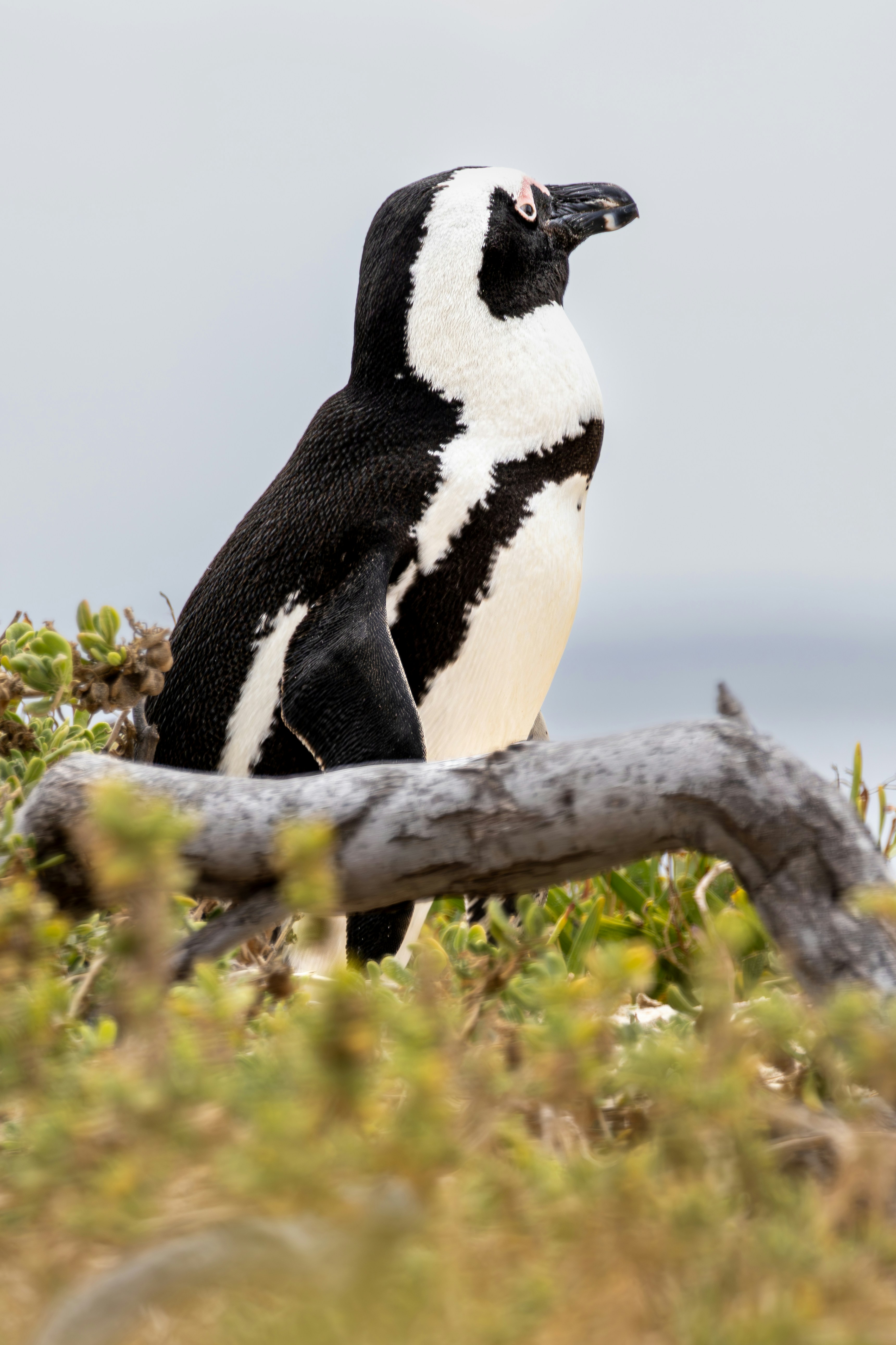 Photo by hendrikprinsza