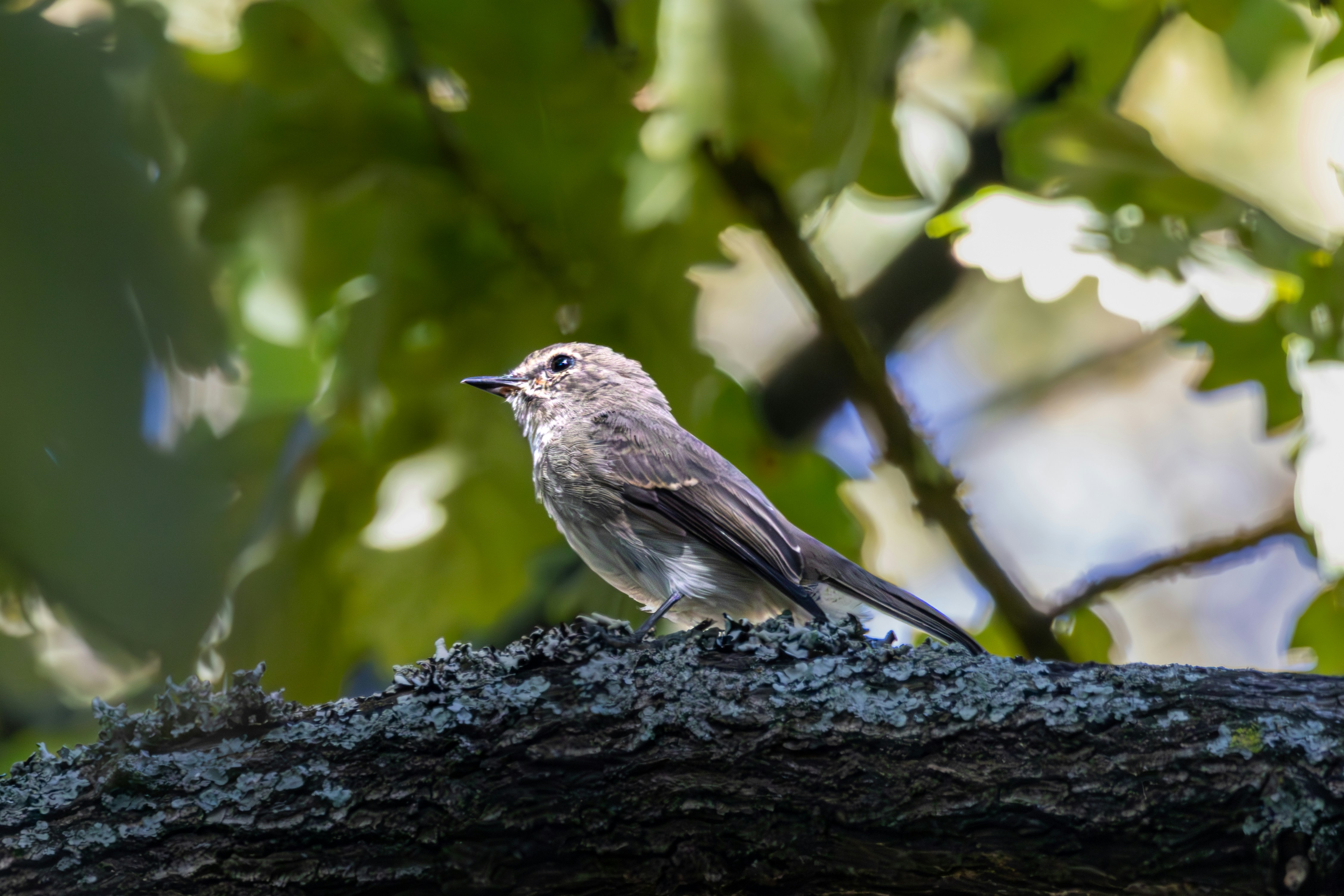 Photo by hendrikprinsza