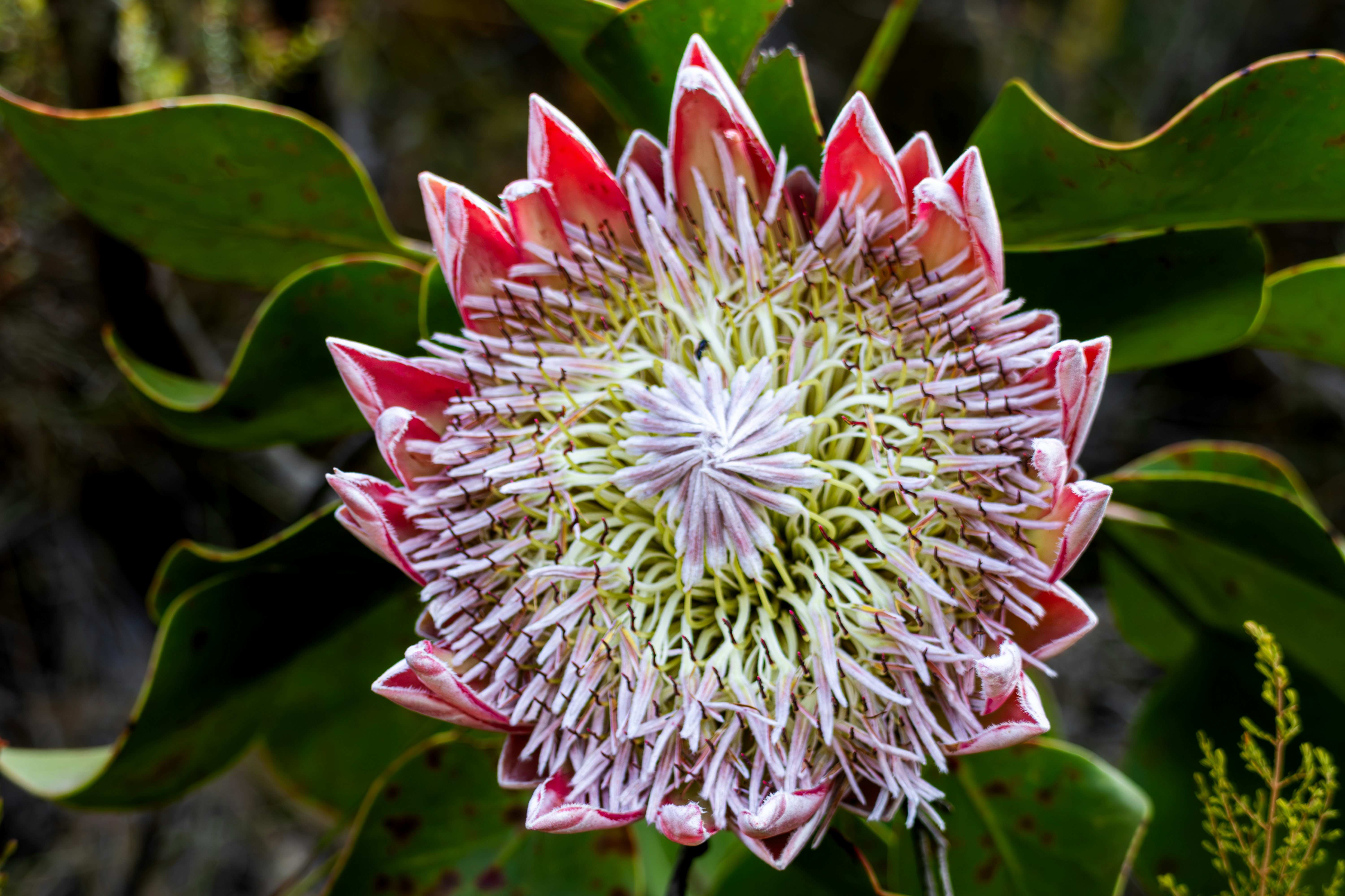 Photo by hendrikprinsza