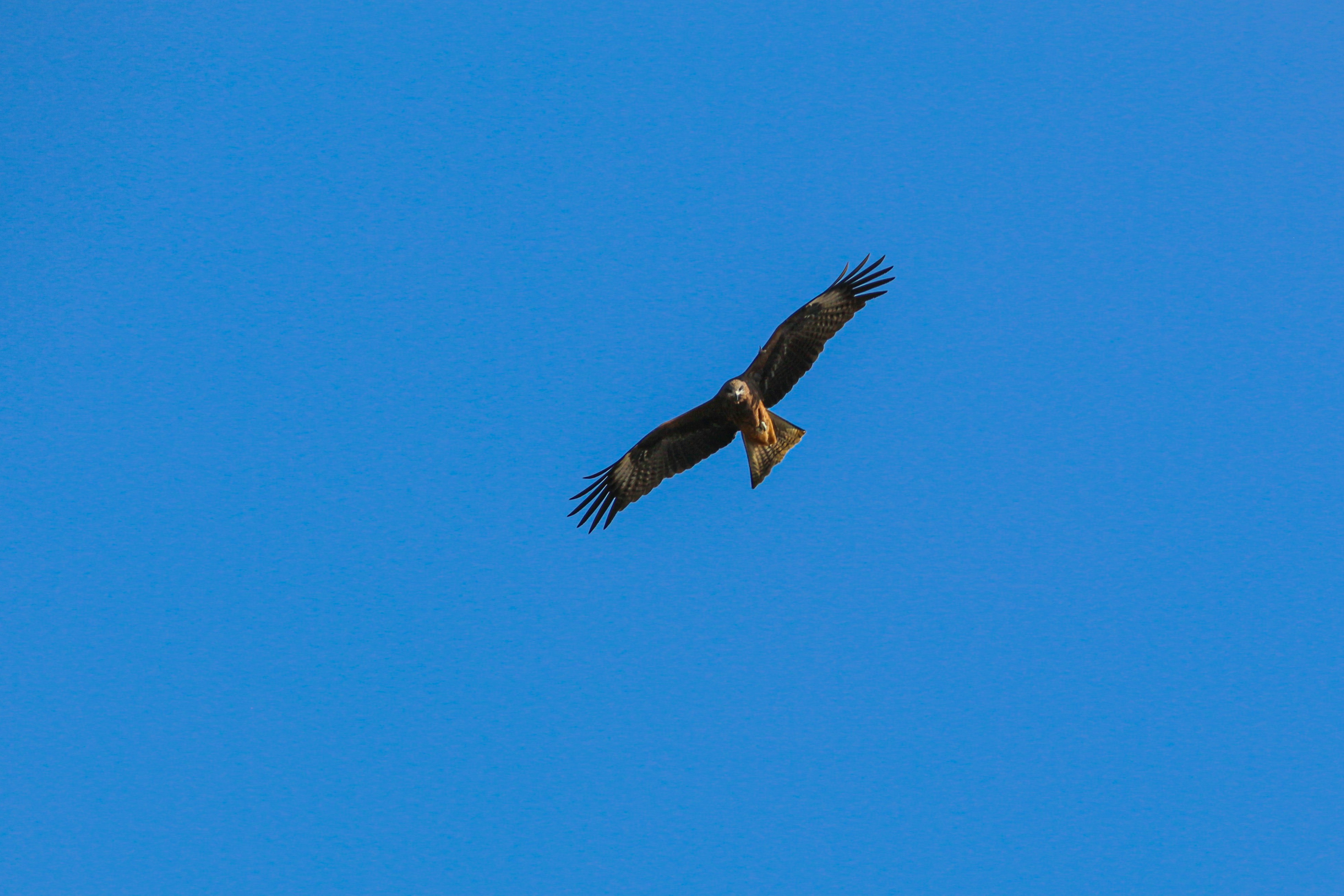 Photo by itsbiswanath