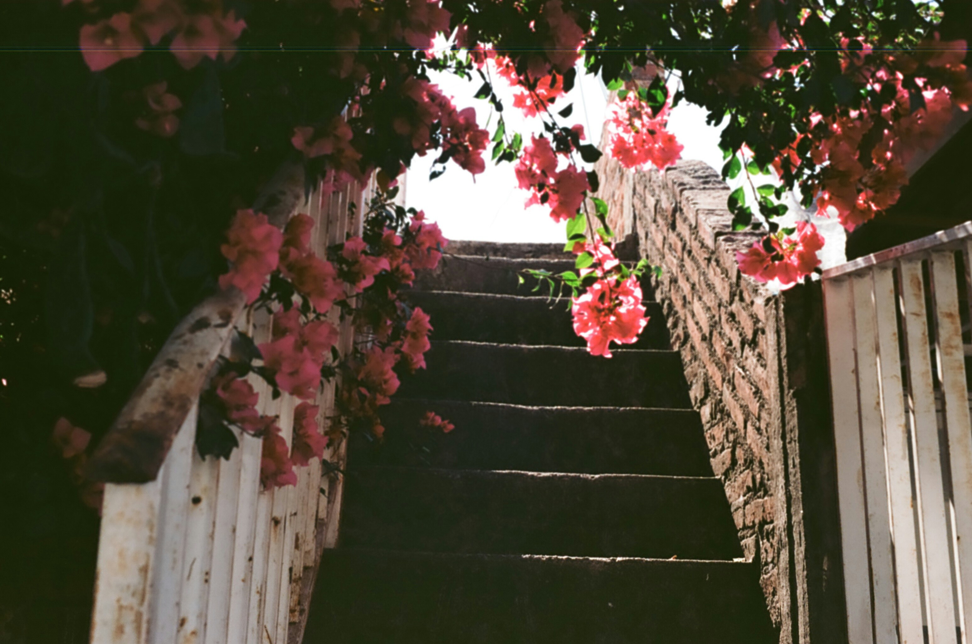 Scala che conduce a un'apertura luminosa, incorniciata da fiori.