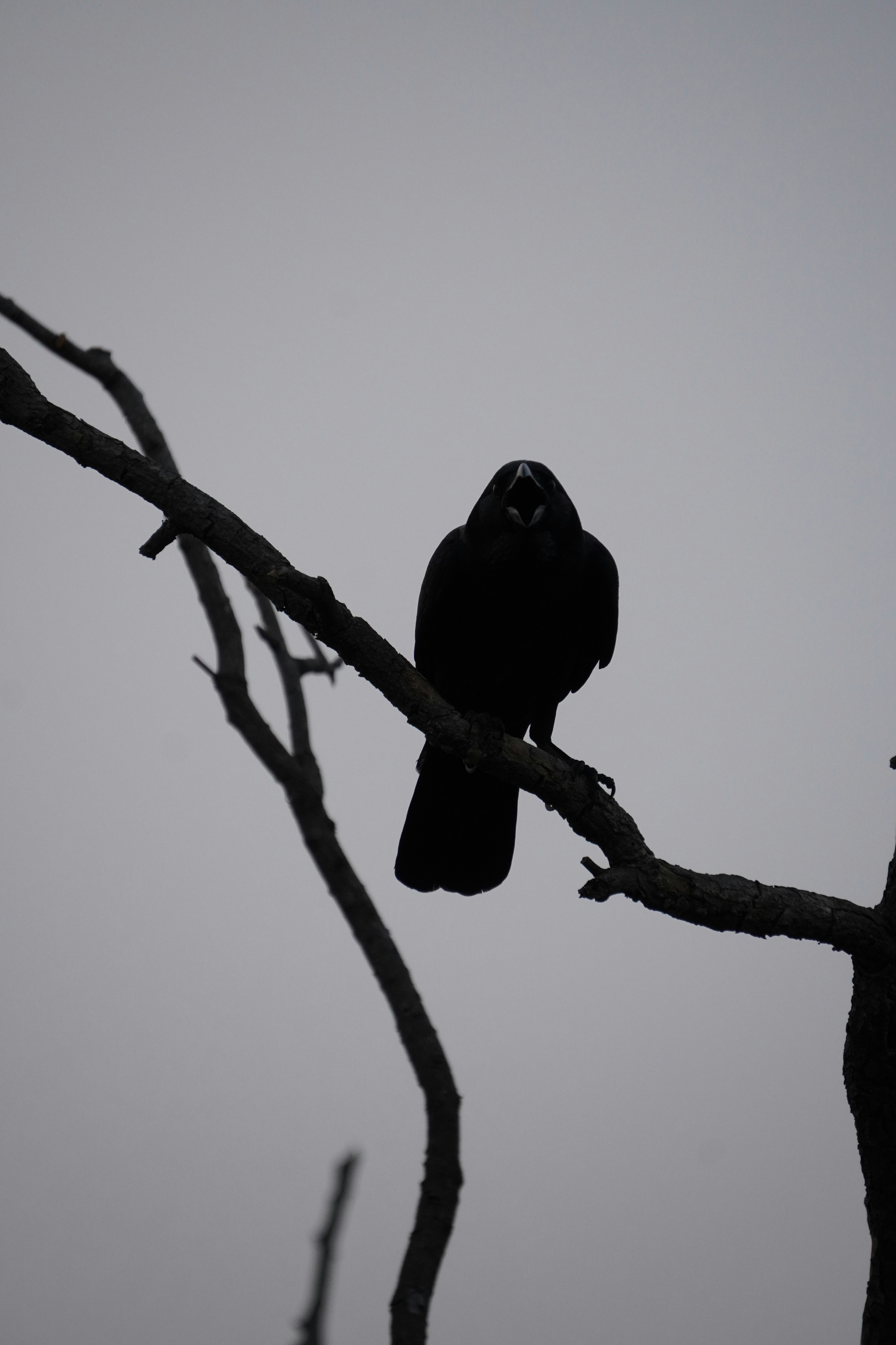 Photo by oobphotographs