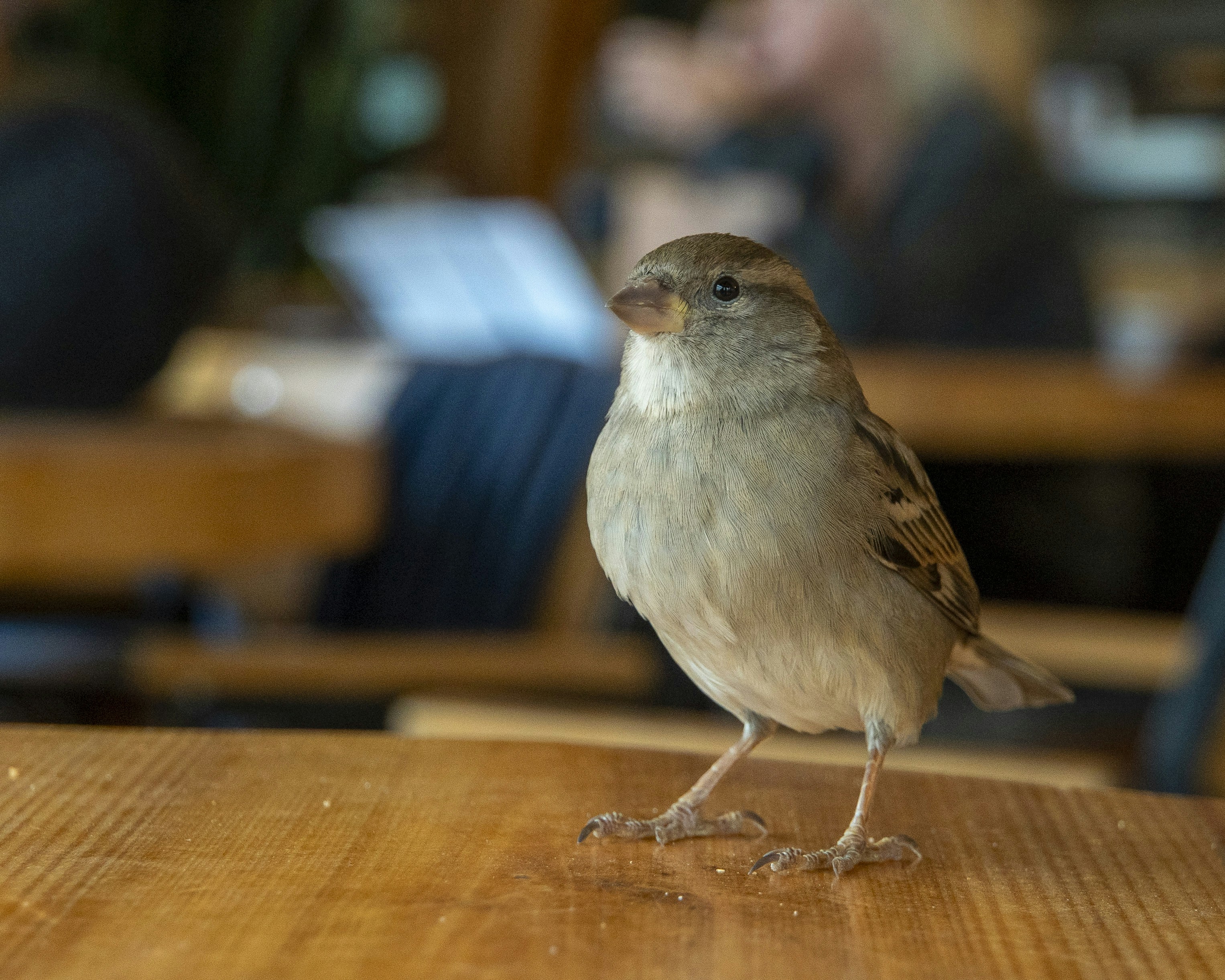 A sparrow stands on a wooden table.