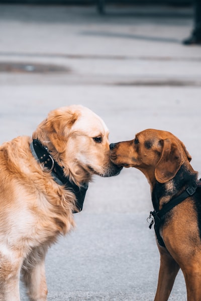 Two dogs meeting each other calmly in a friendly outdoor interaction