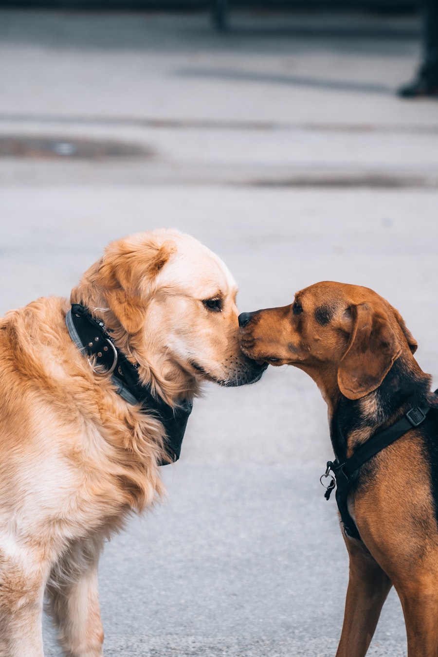 Two friendly dogs touching noses at a calm first meeting in a yard