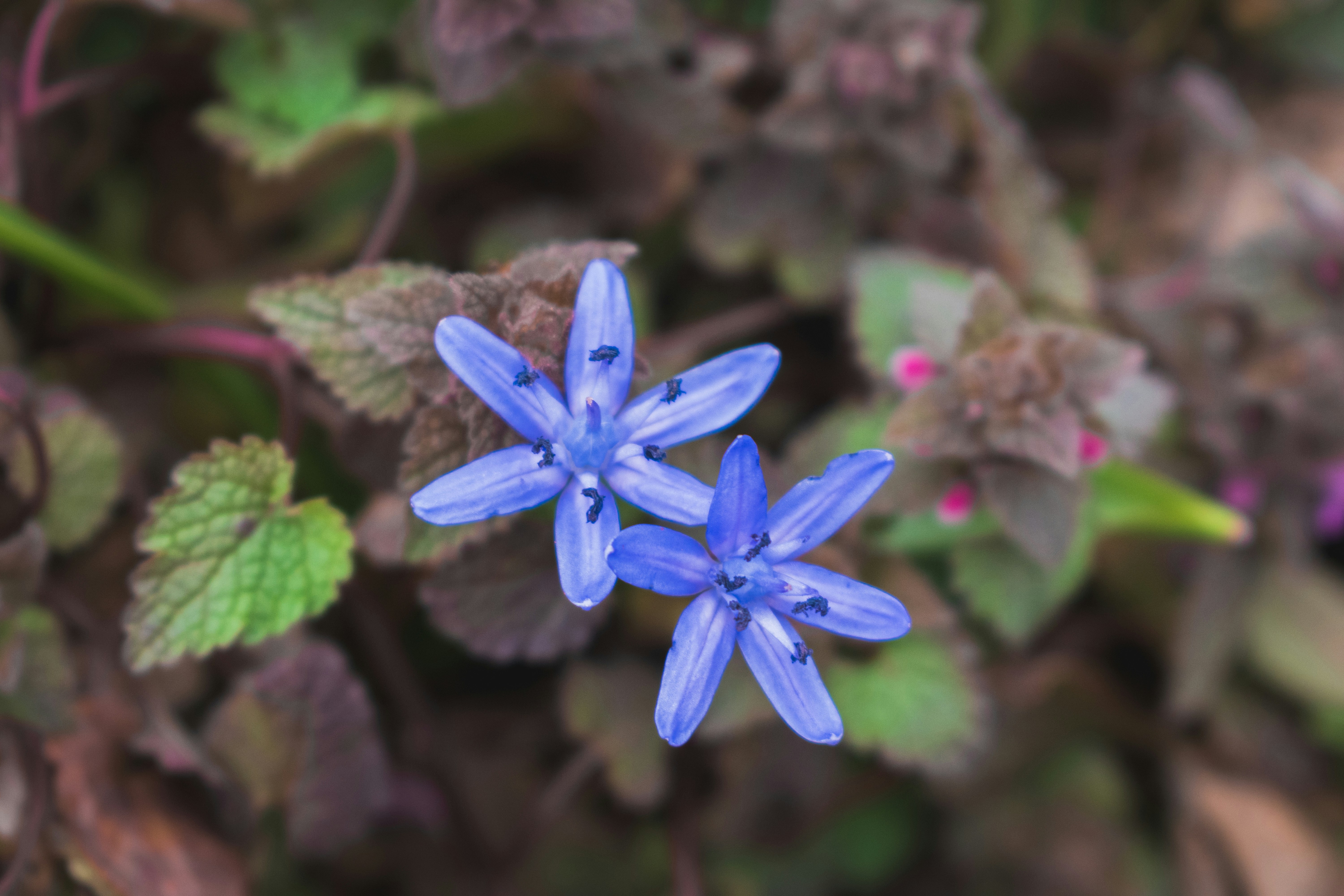 Two delicate blue flowers bloom among the leaves.