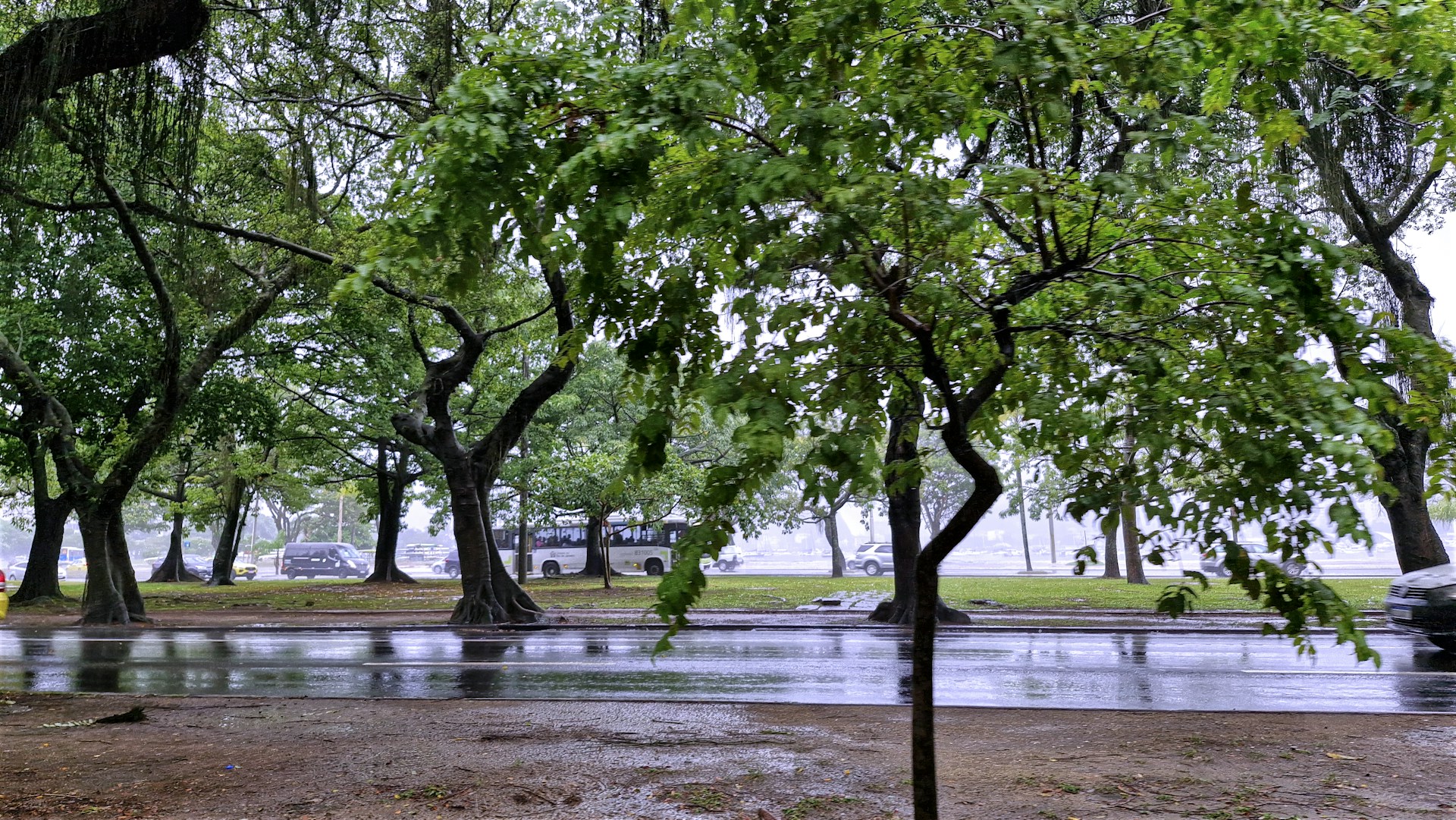 Rainy day in a park with trees.