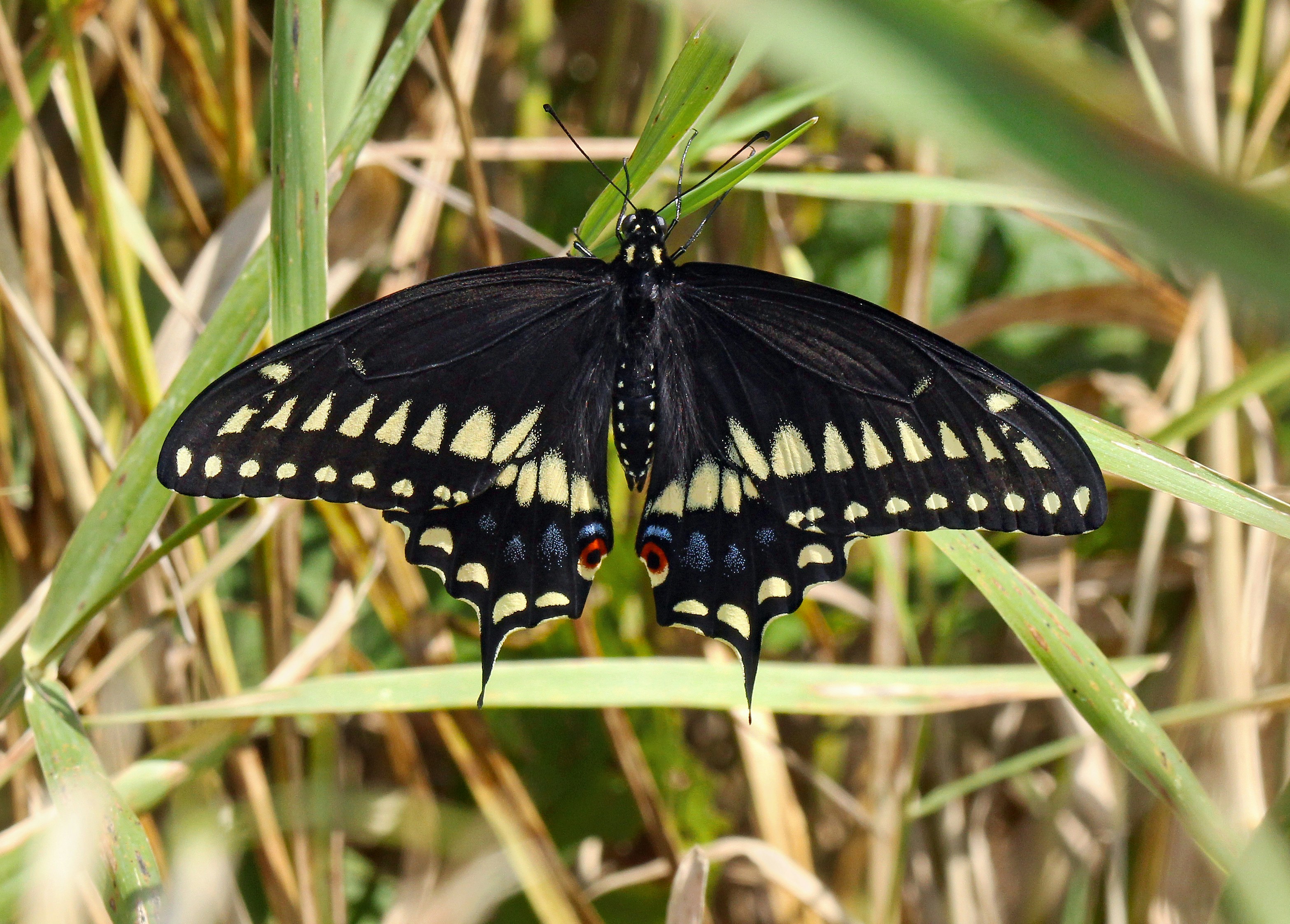 Photo by telliottmbamsc