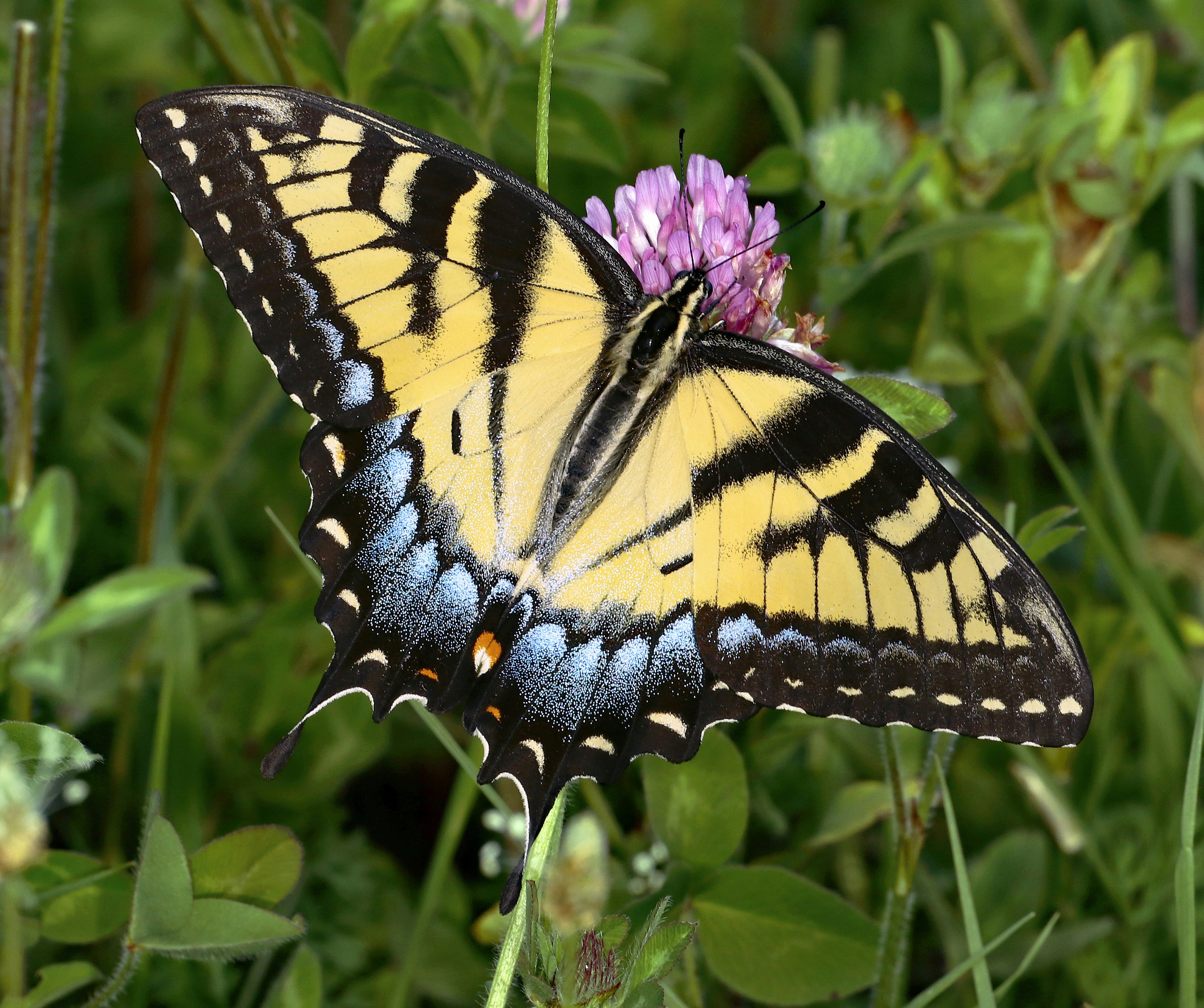 Photo by telliottmbamsc