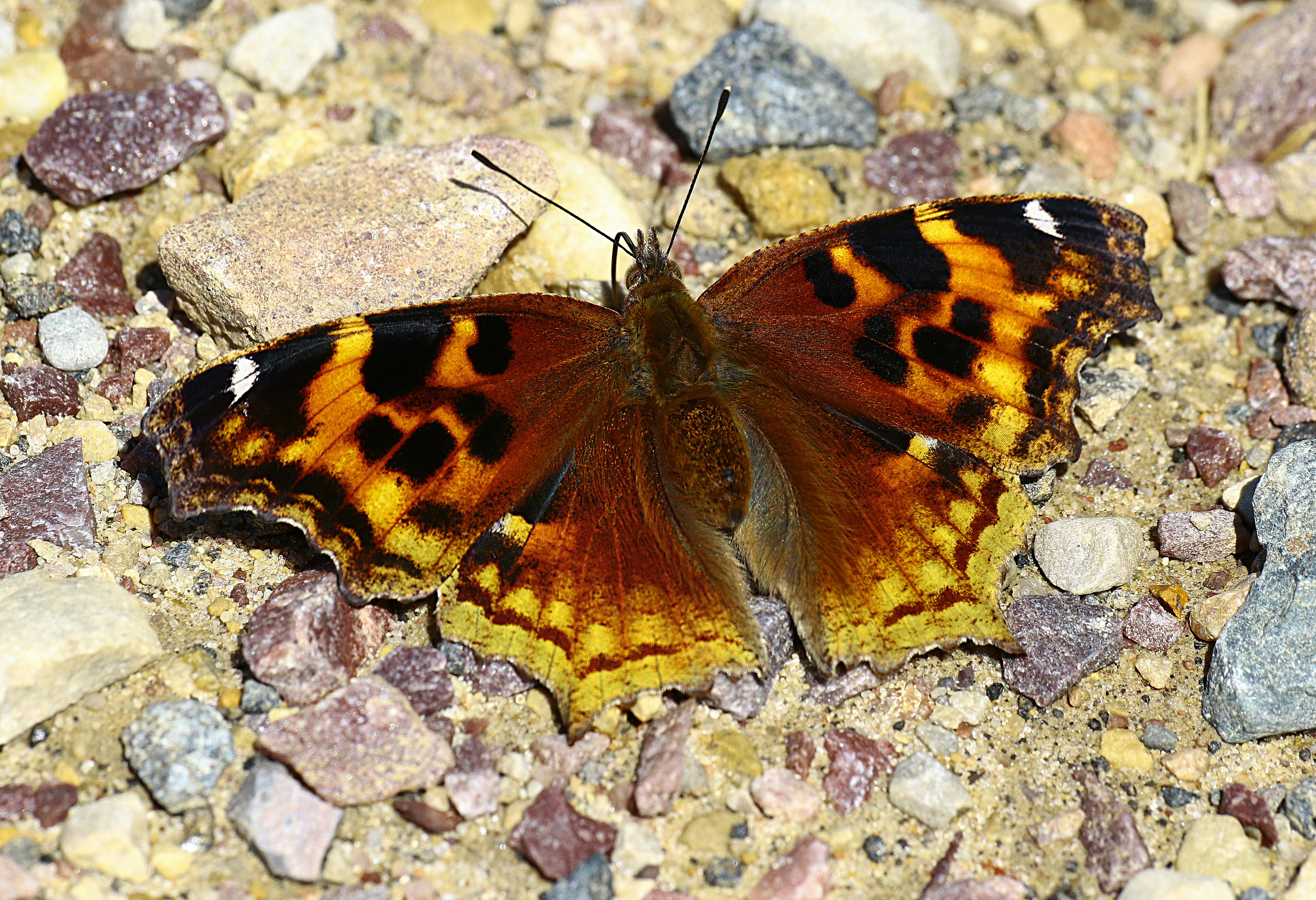 Photo by telliottmbamsc