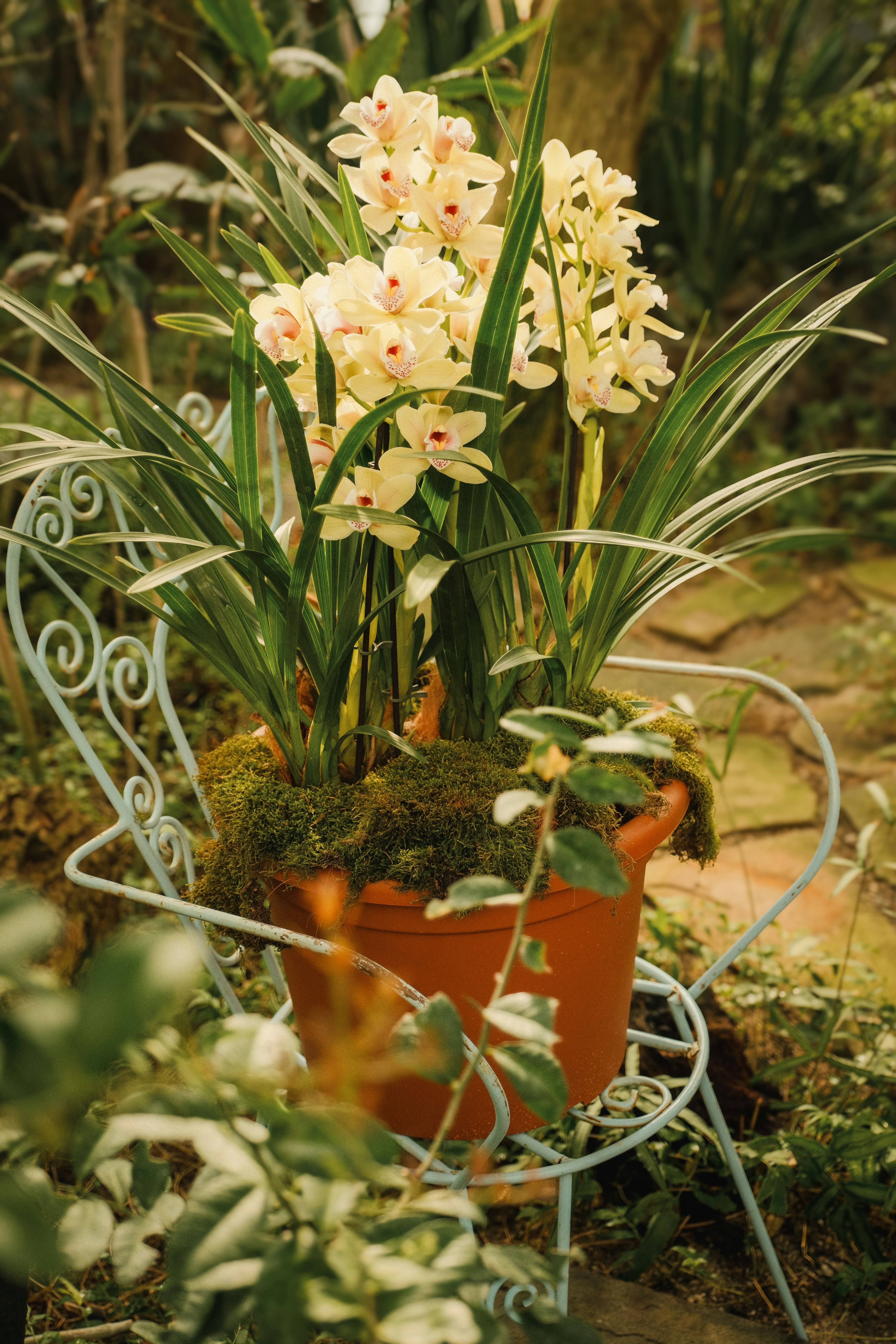Beautiful orchids sit in a decorative plant pot.