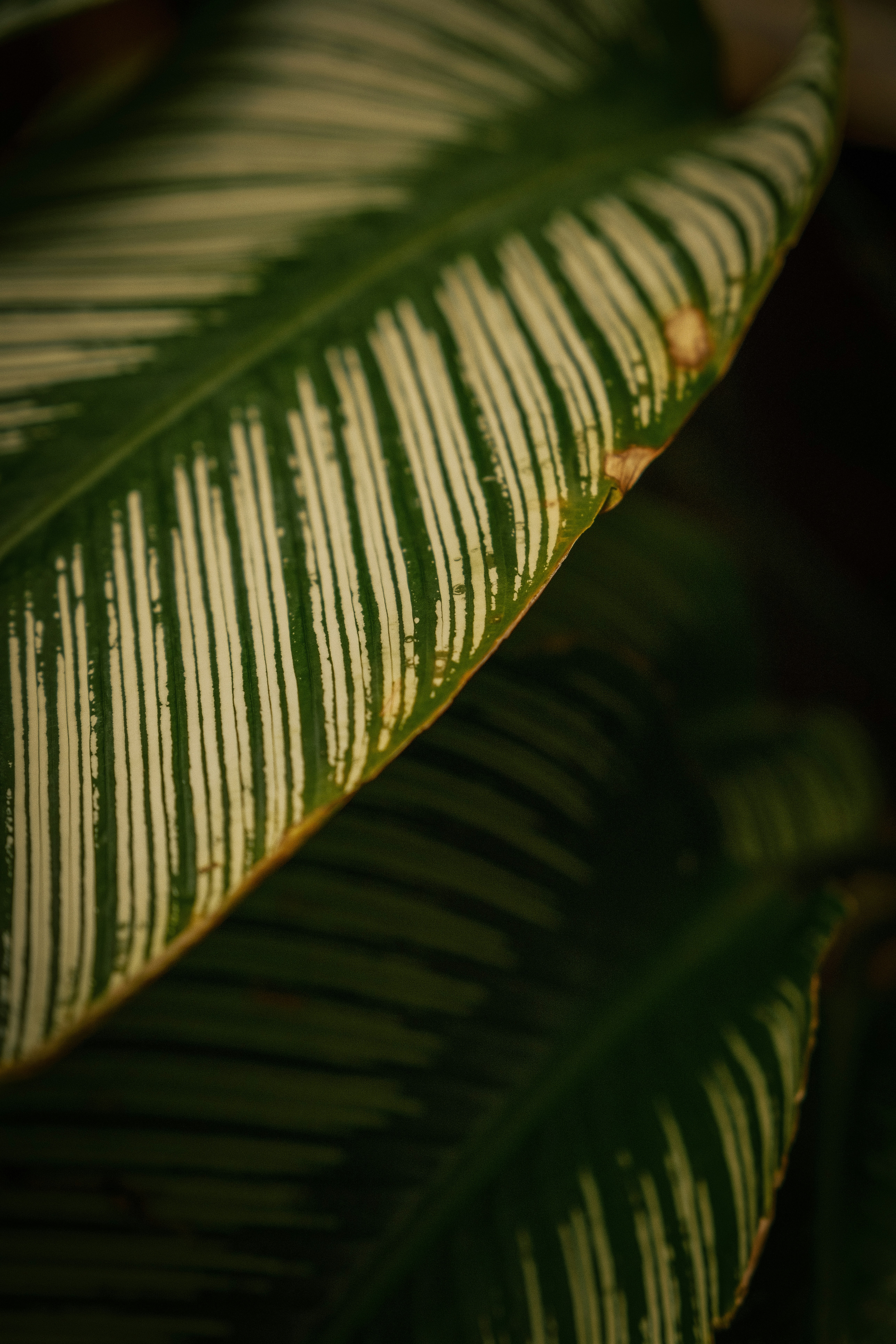 Photo by attic_in_my_mind