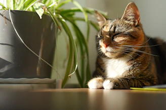 Cat basking peacefully in the sunlight near a plant.