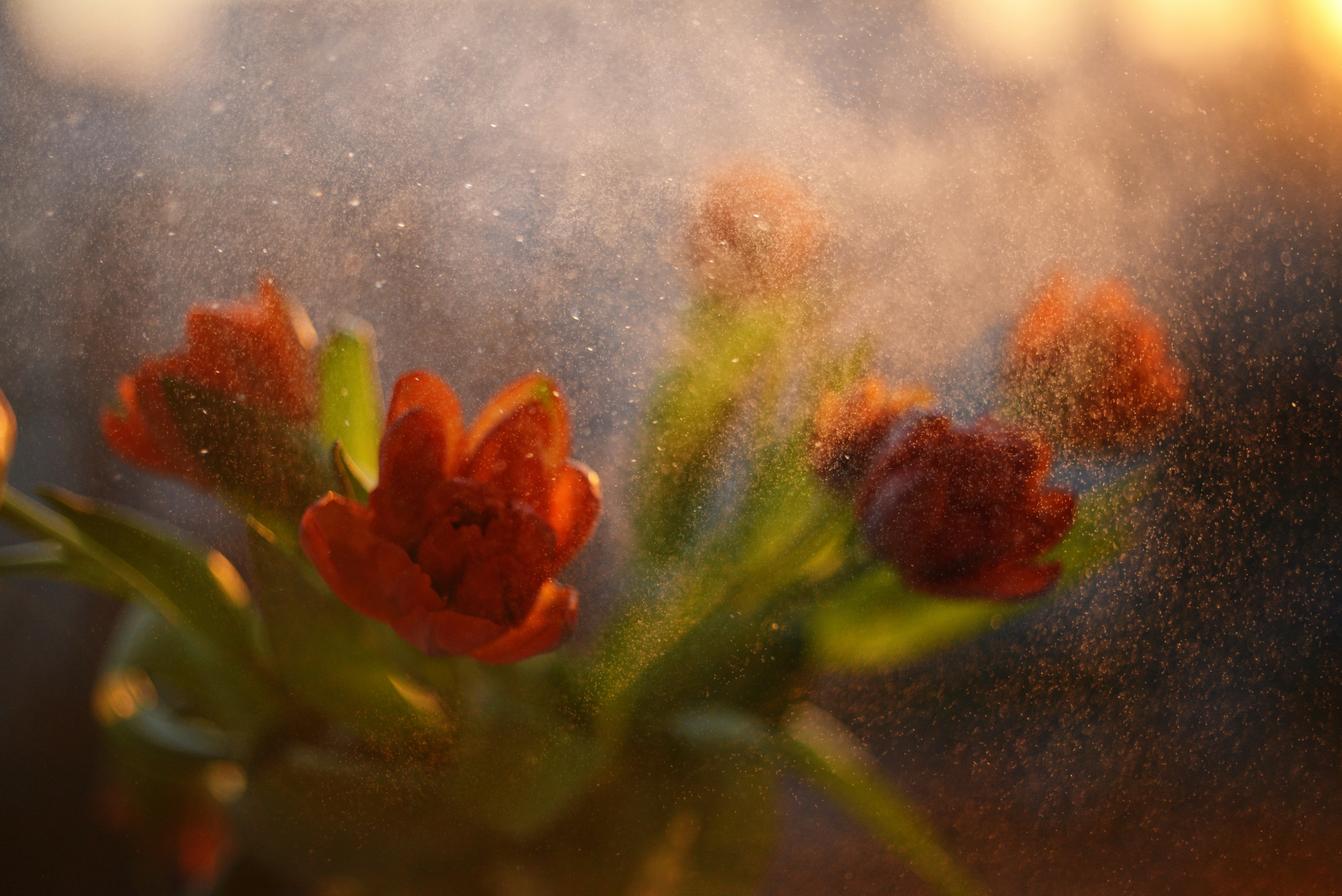 Red tulips are being misted with water droplets.