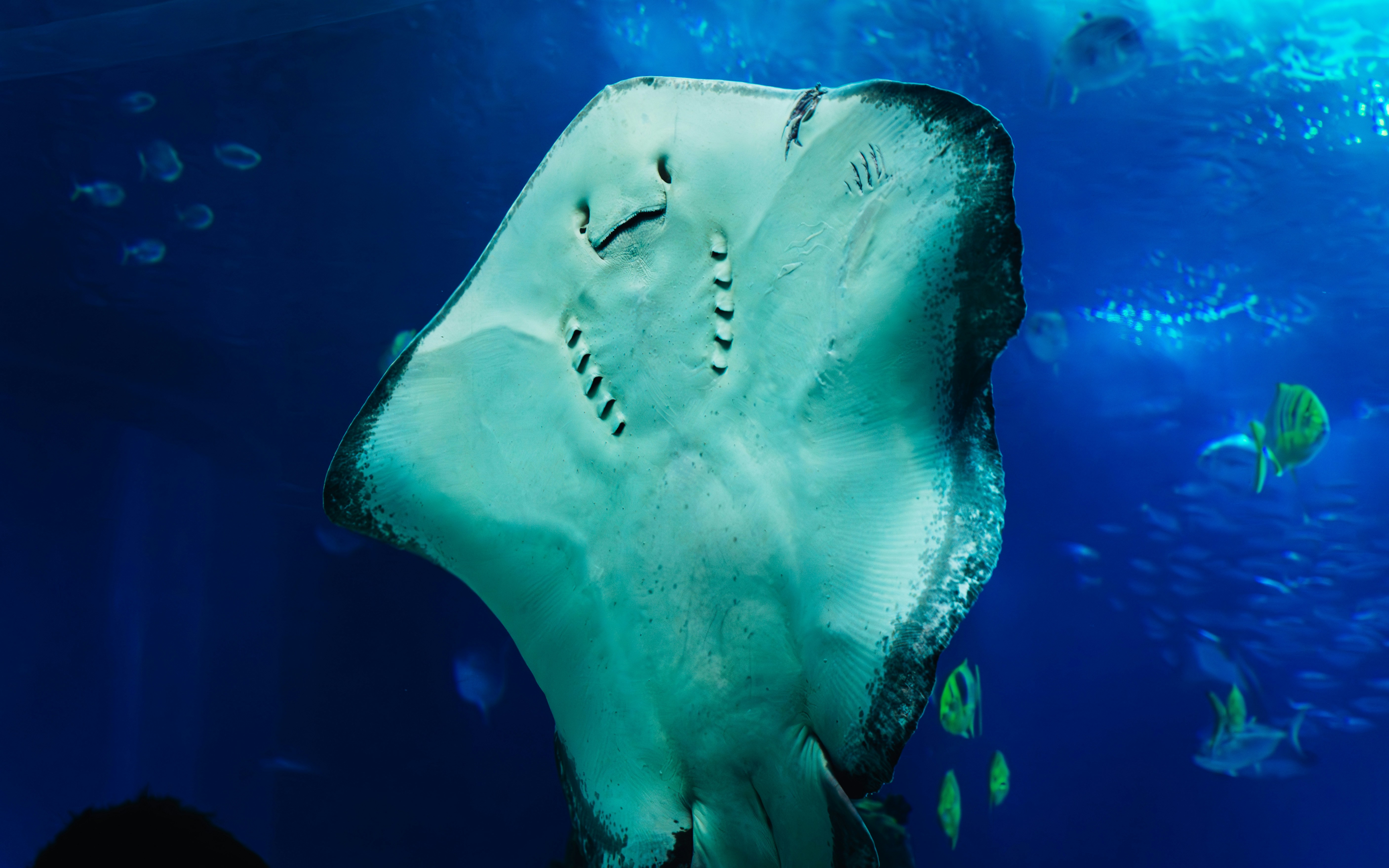 stingrays ocean