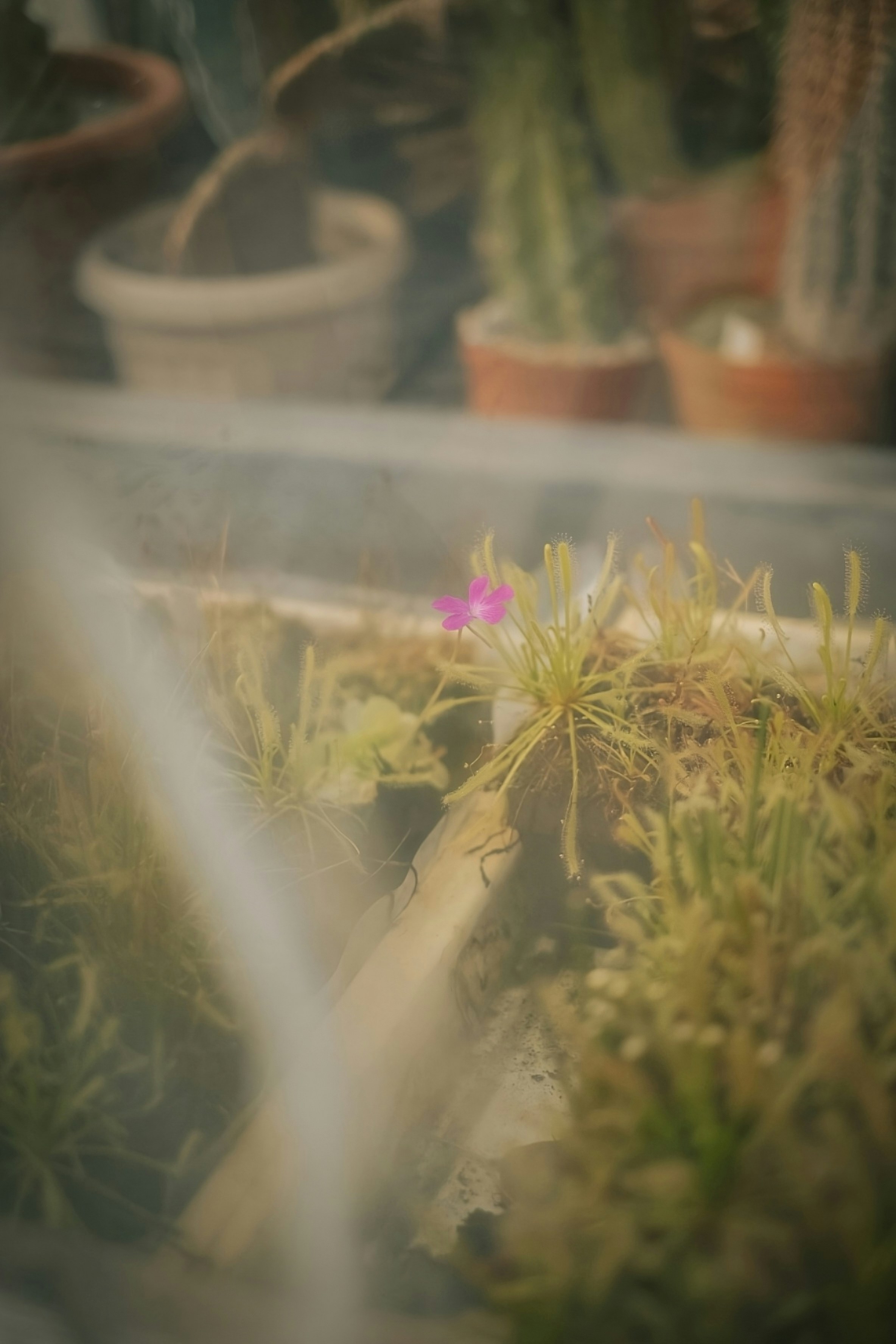 Small pink flower in a plant display.