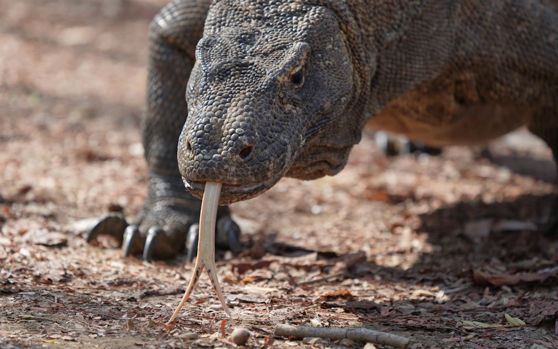 Komodo Island