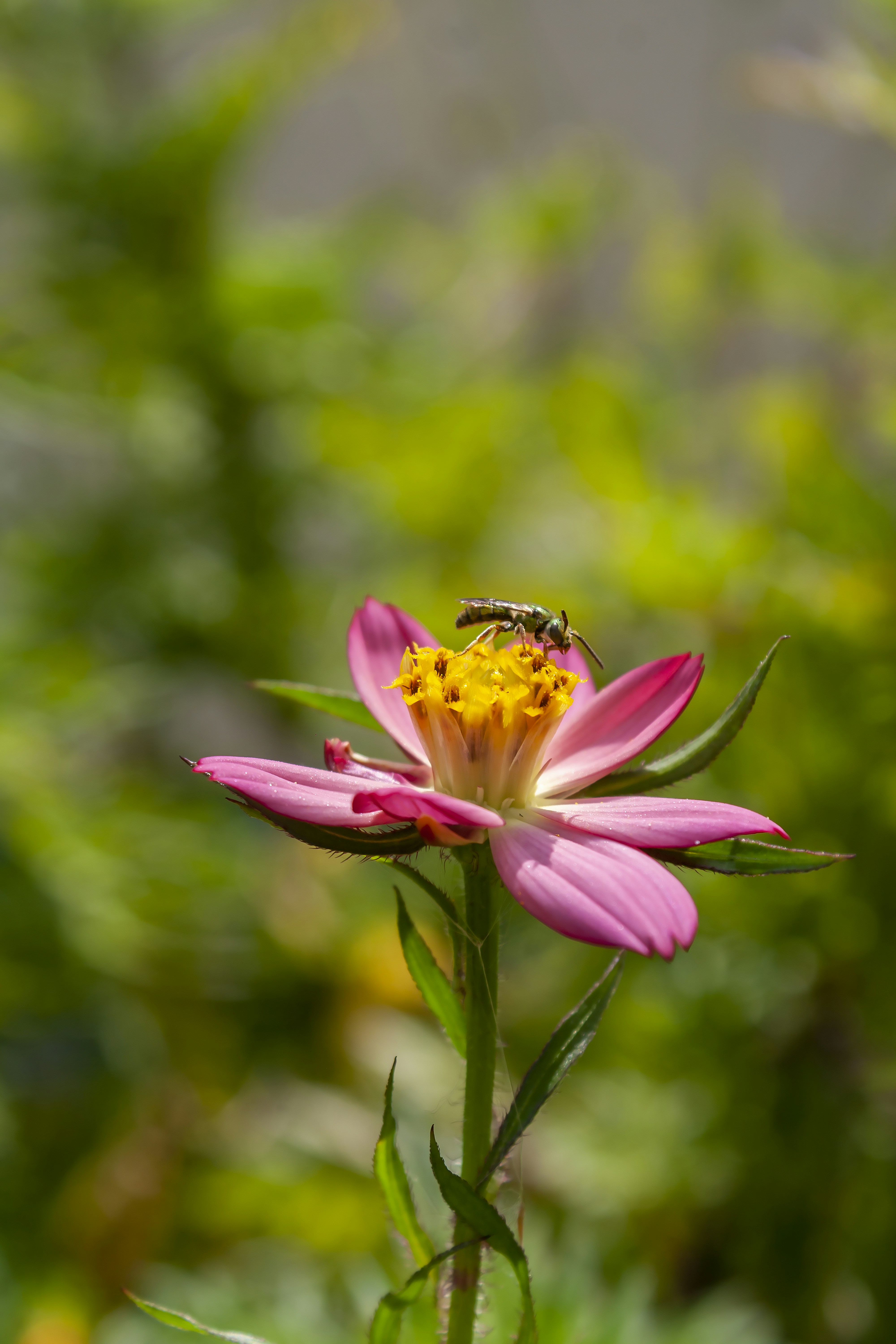 Photo by americanaez225