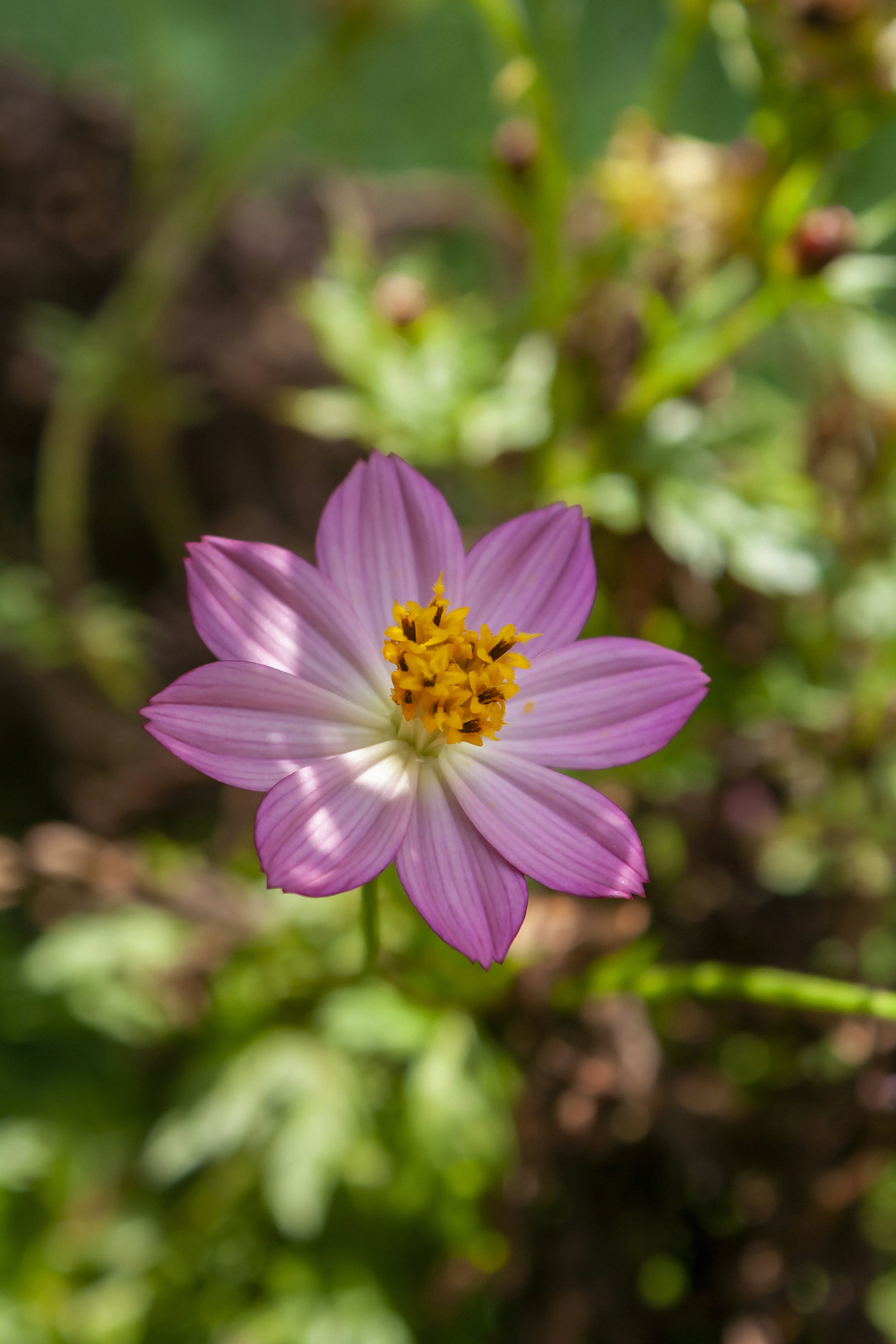 Photo by americanaez225