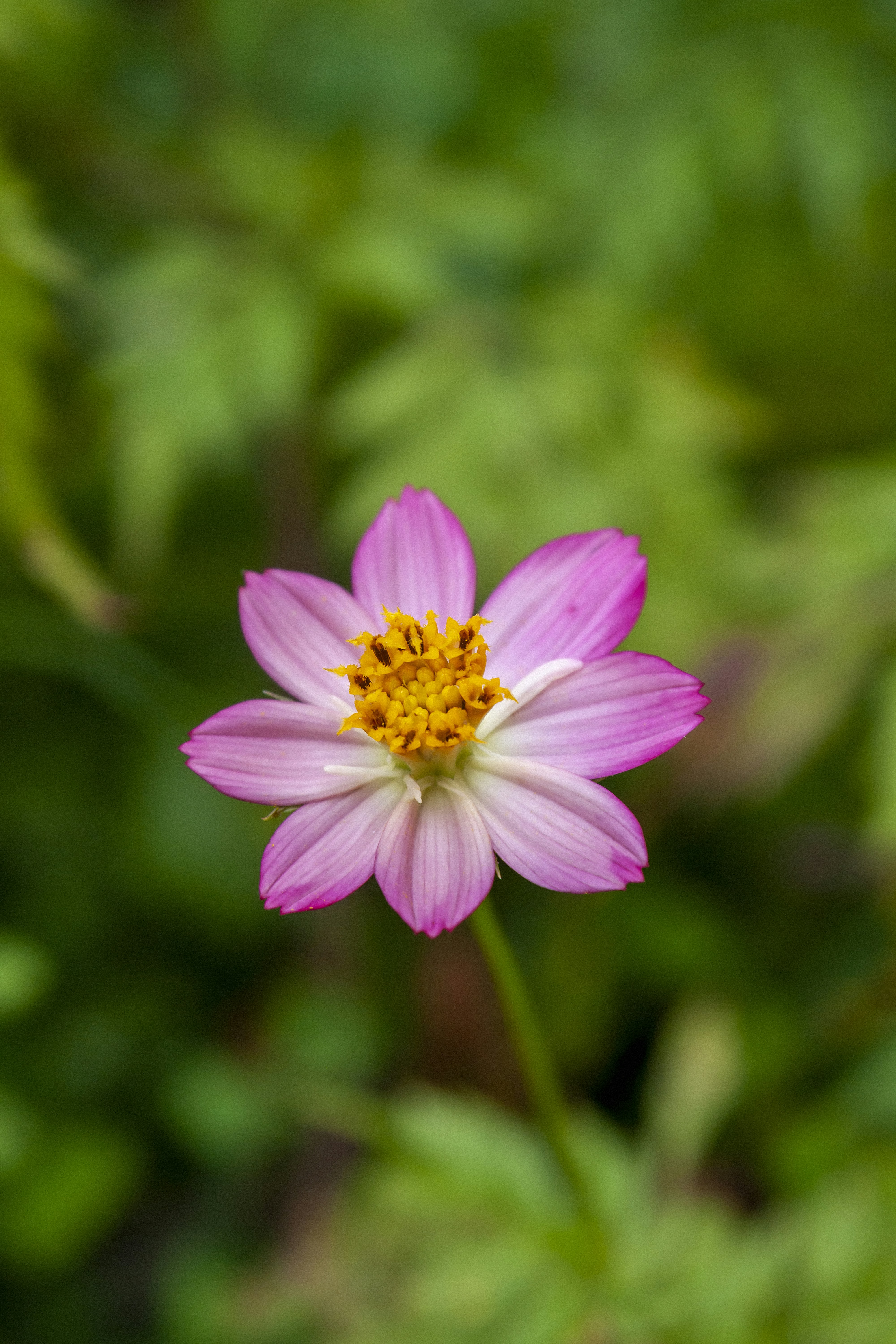 Photo by americanaez225