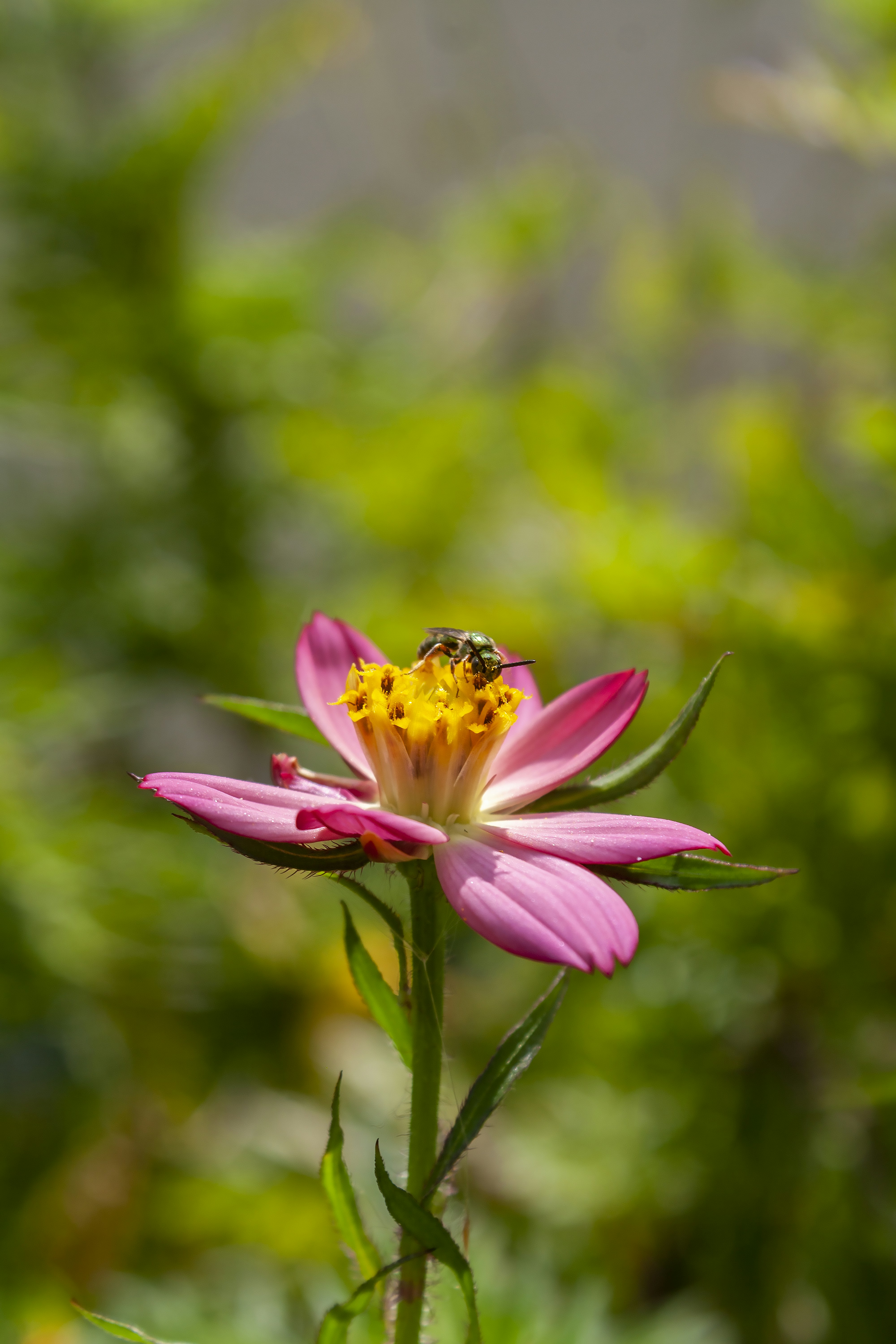 Photo by americanaez225