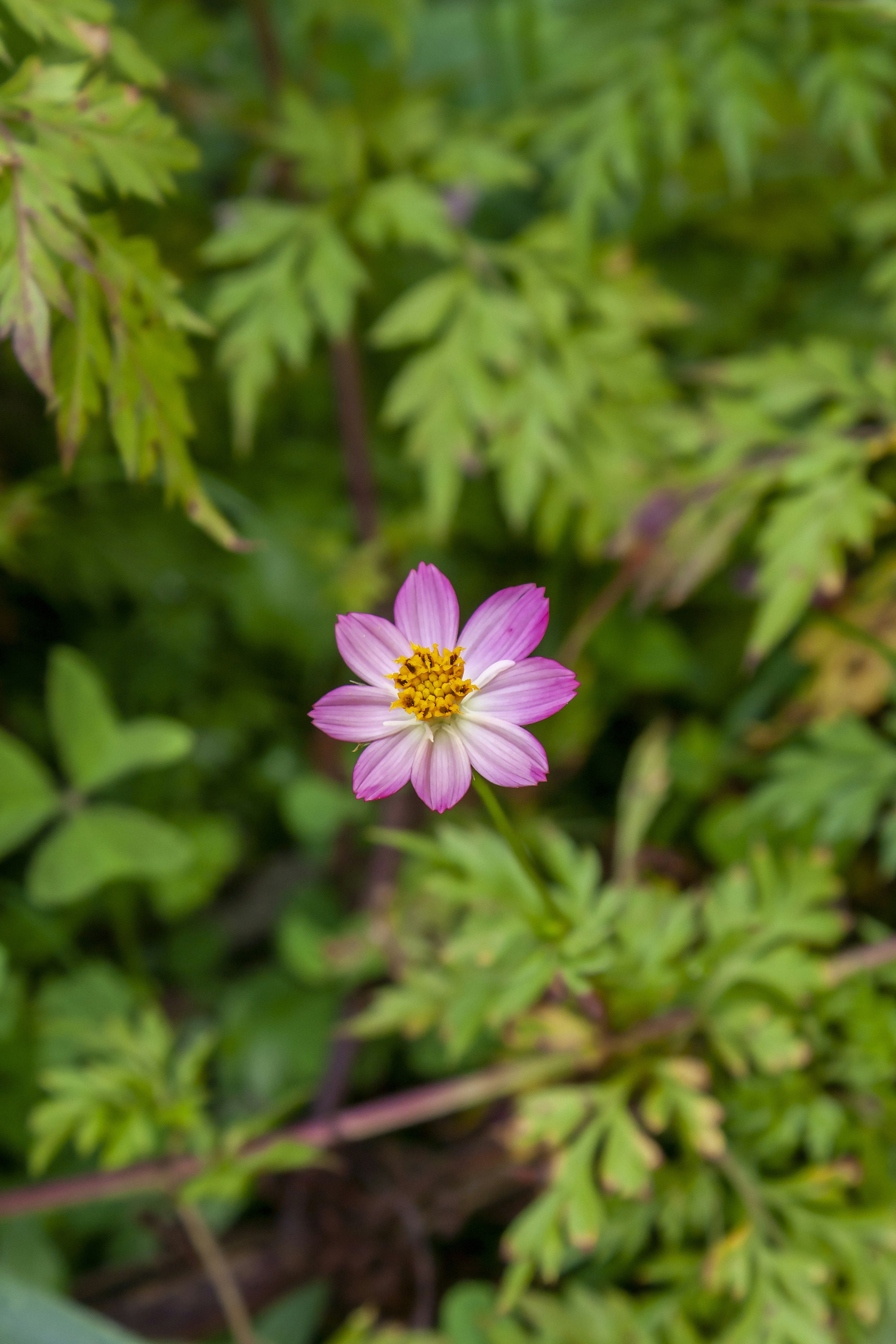 Photo by americanaez225