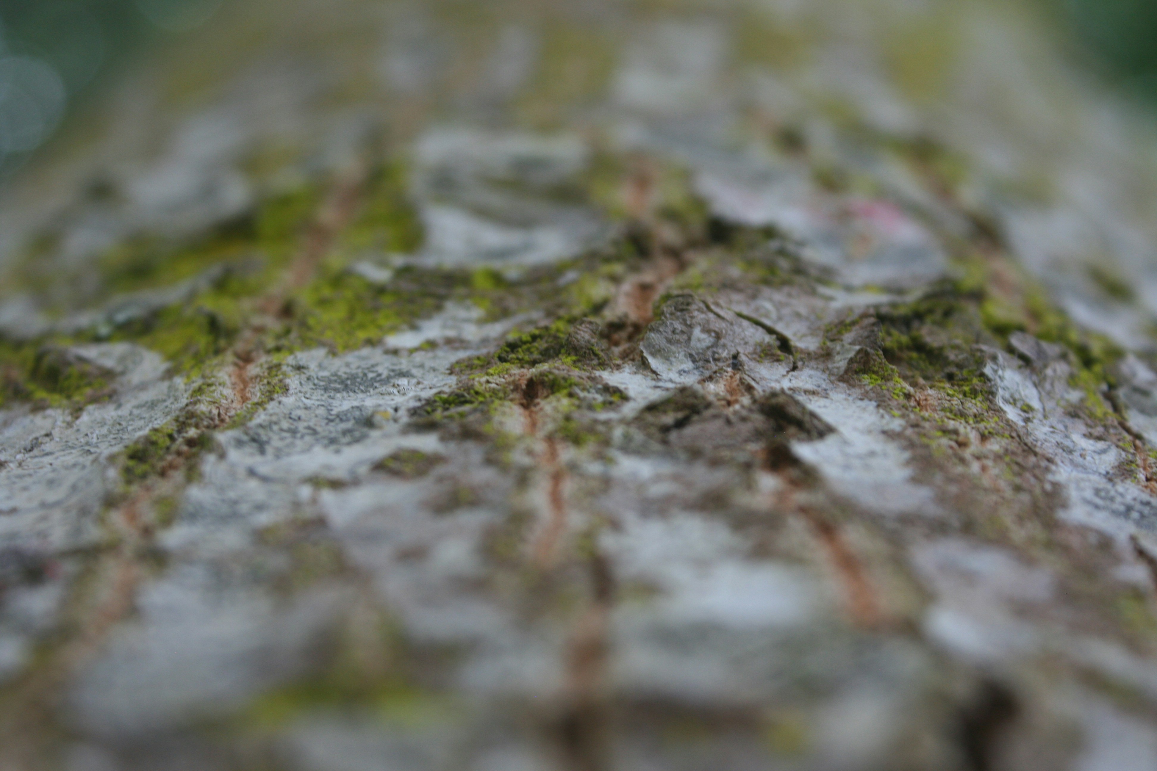 Photo by insert_username_here__