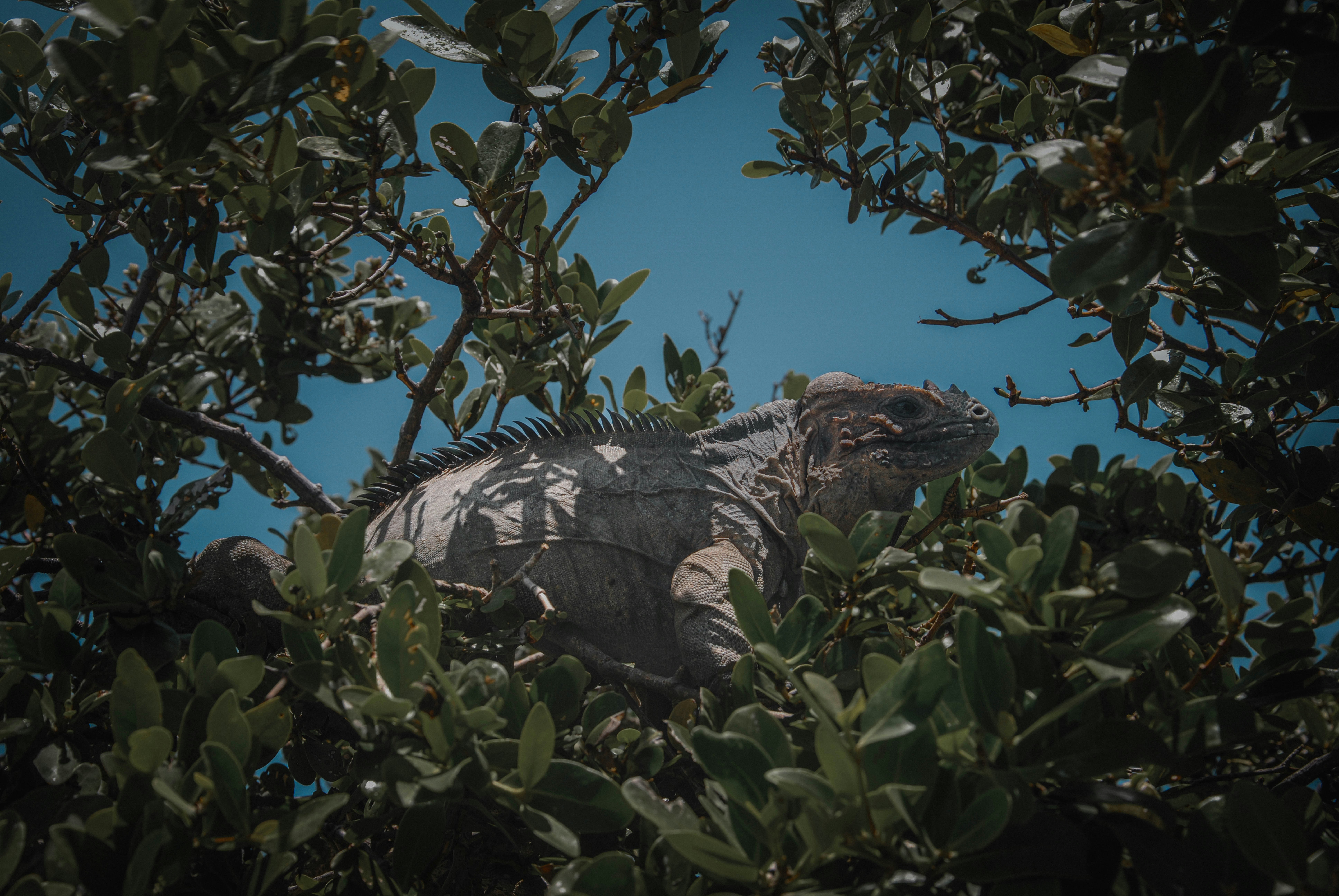 Photo by tommasodelton