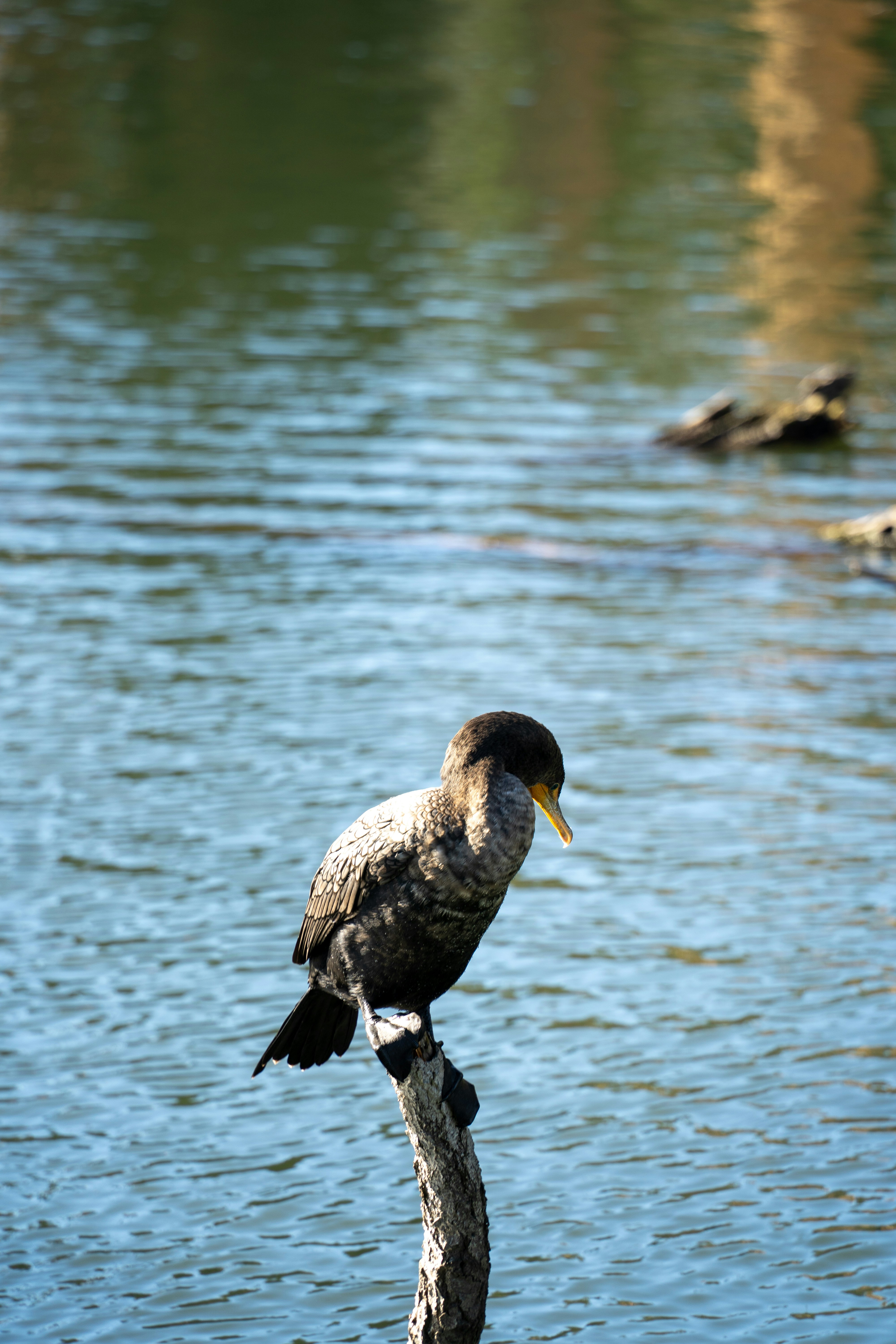 Photo by diegomattevi