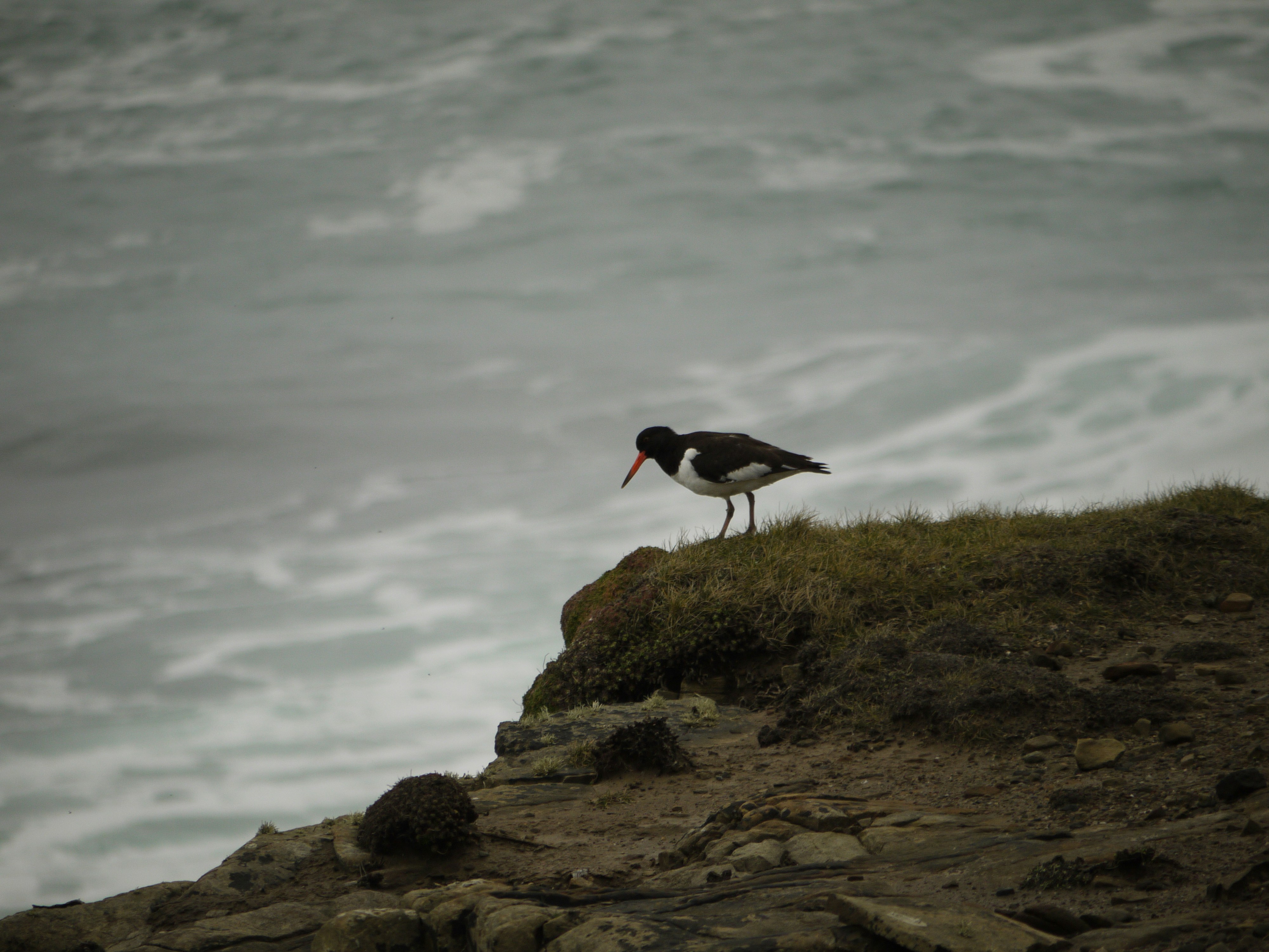 A bird stands on a cliff overlooking the ocean.