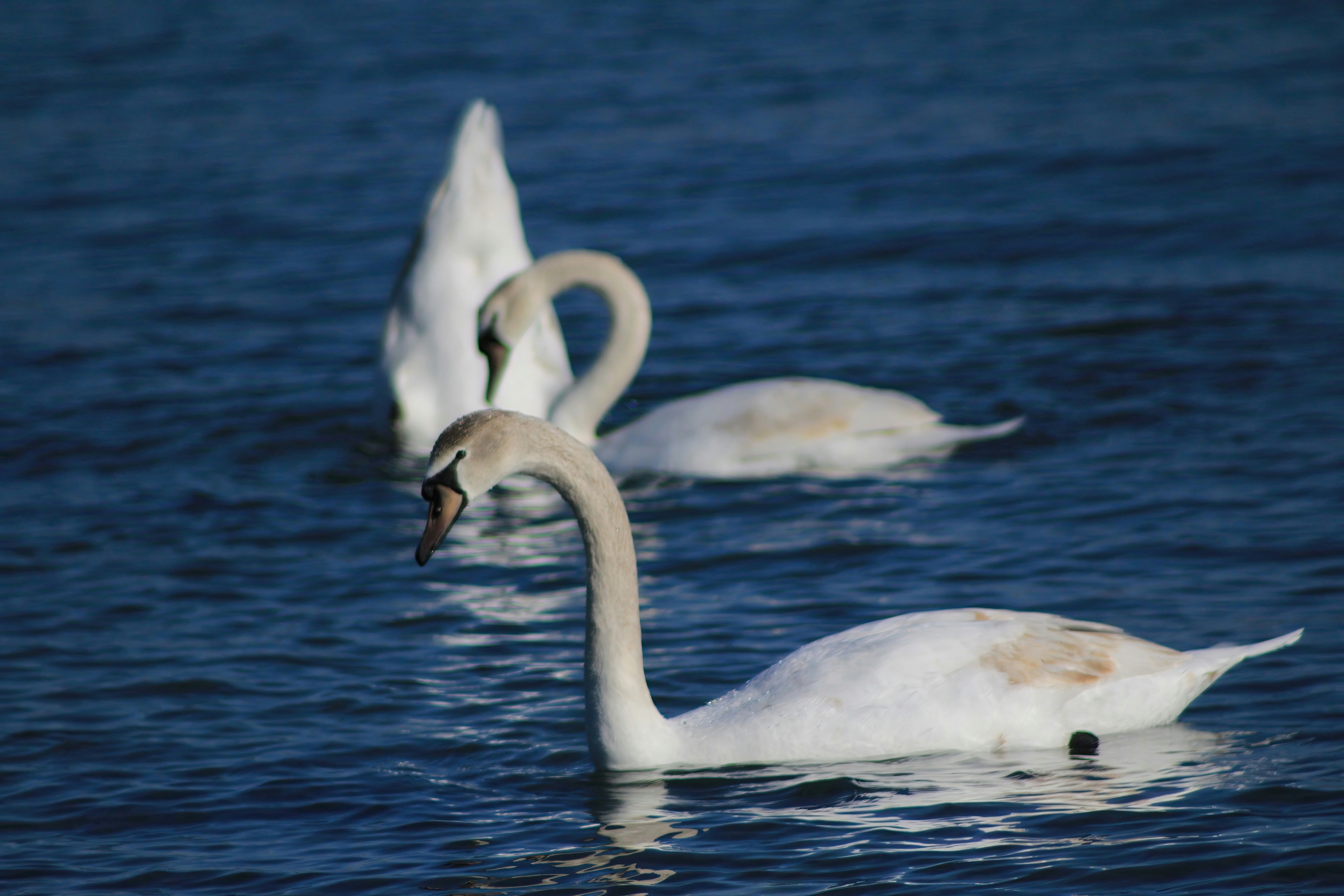 Photo by stepan_konev