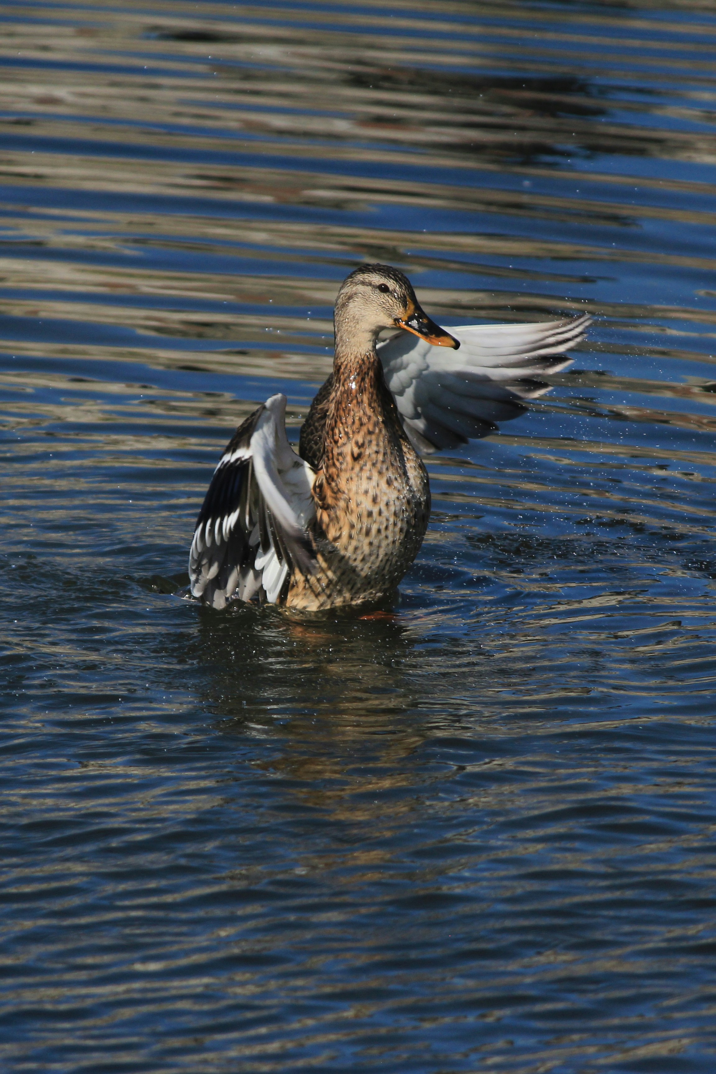 Photo by stepan_konev