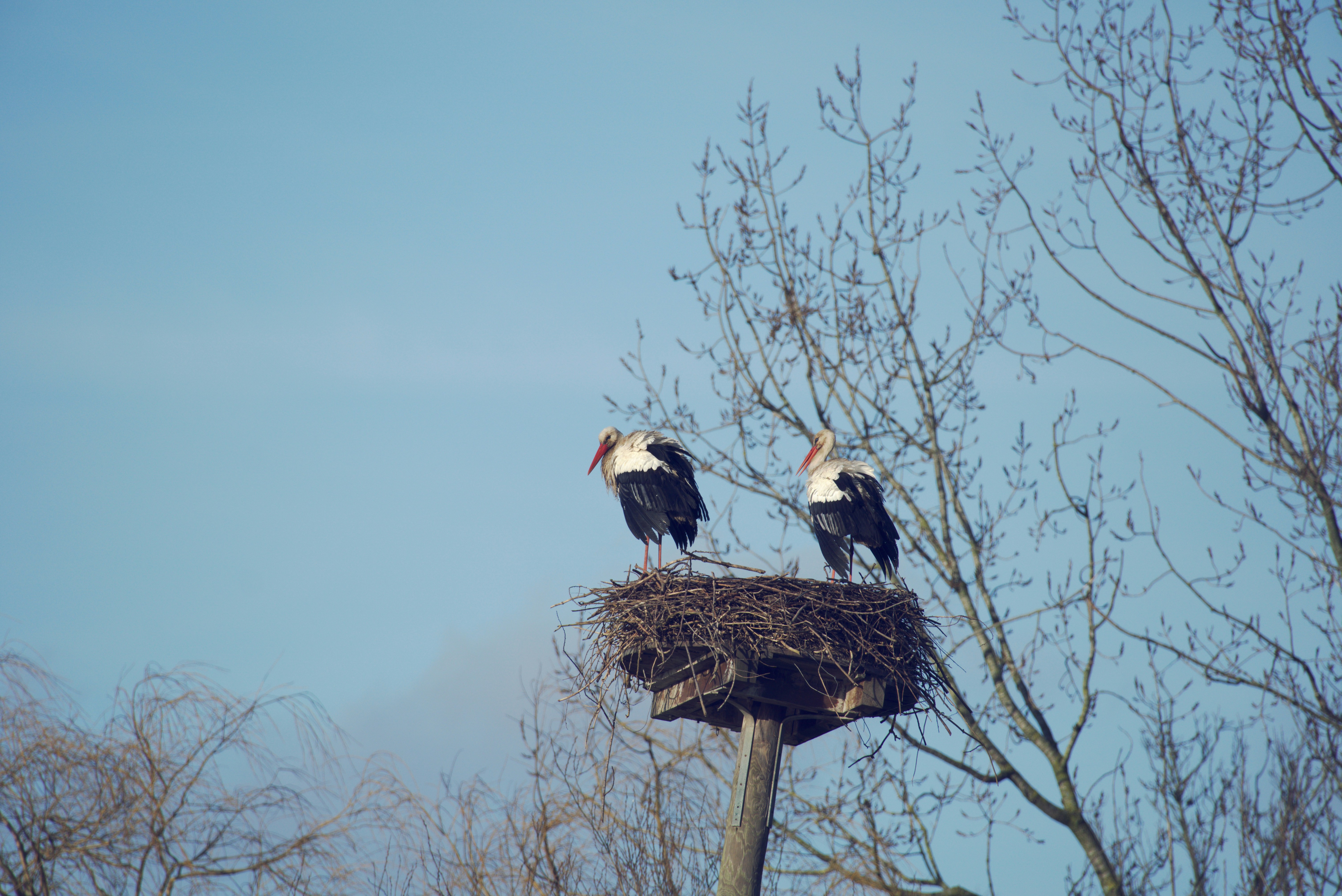 Storks stand in their nest on a pole.