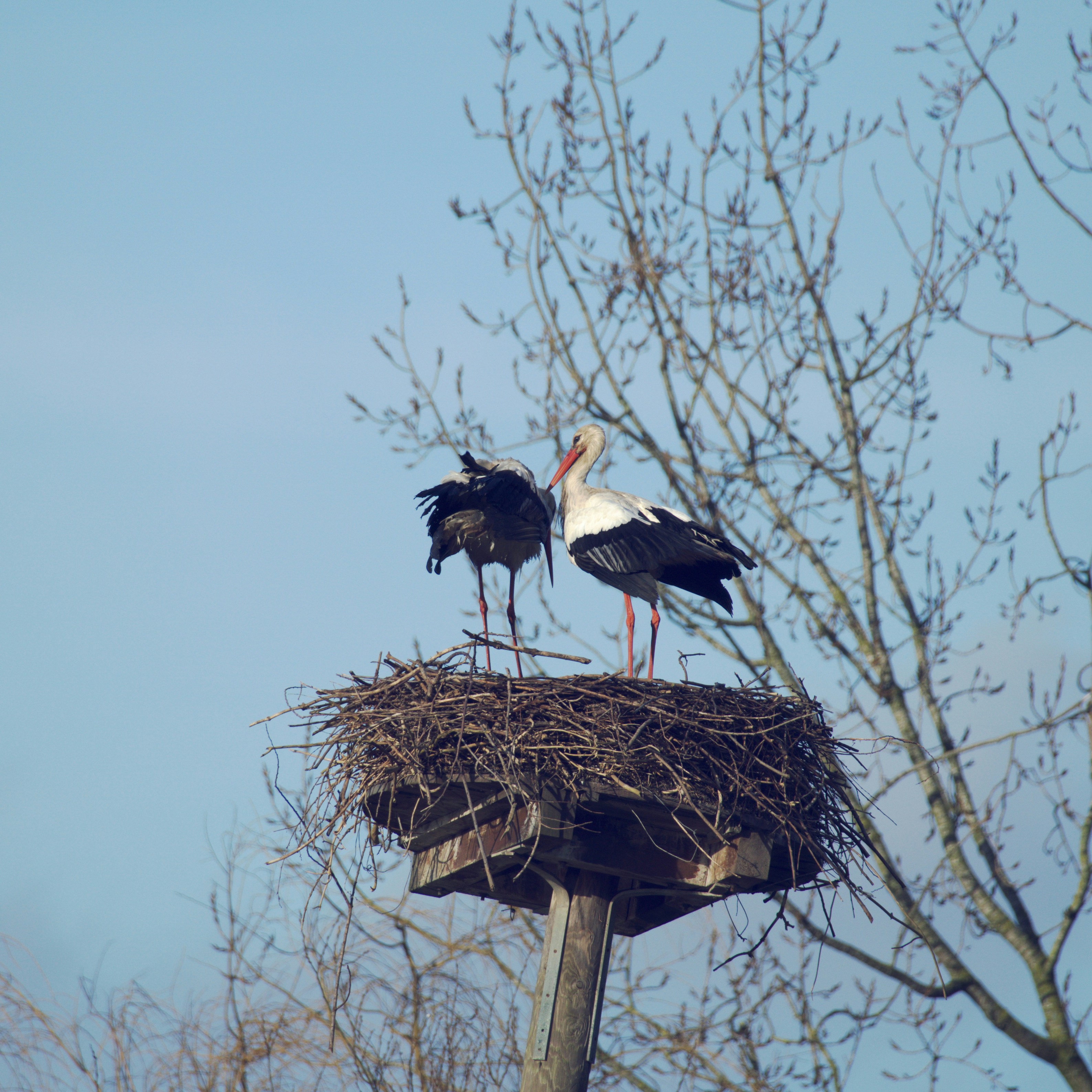 Storks standing in their nest on a wooden pole.