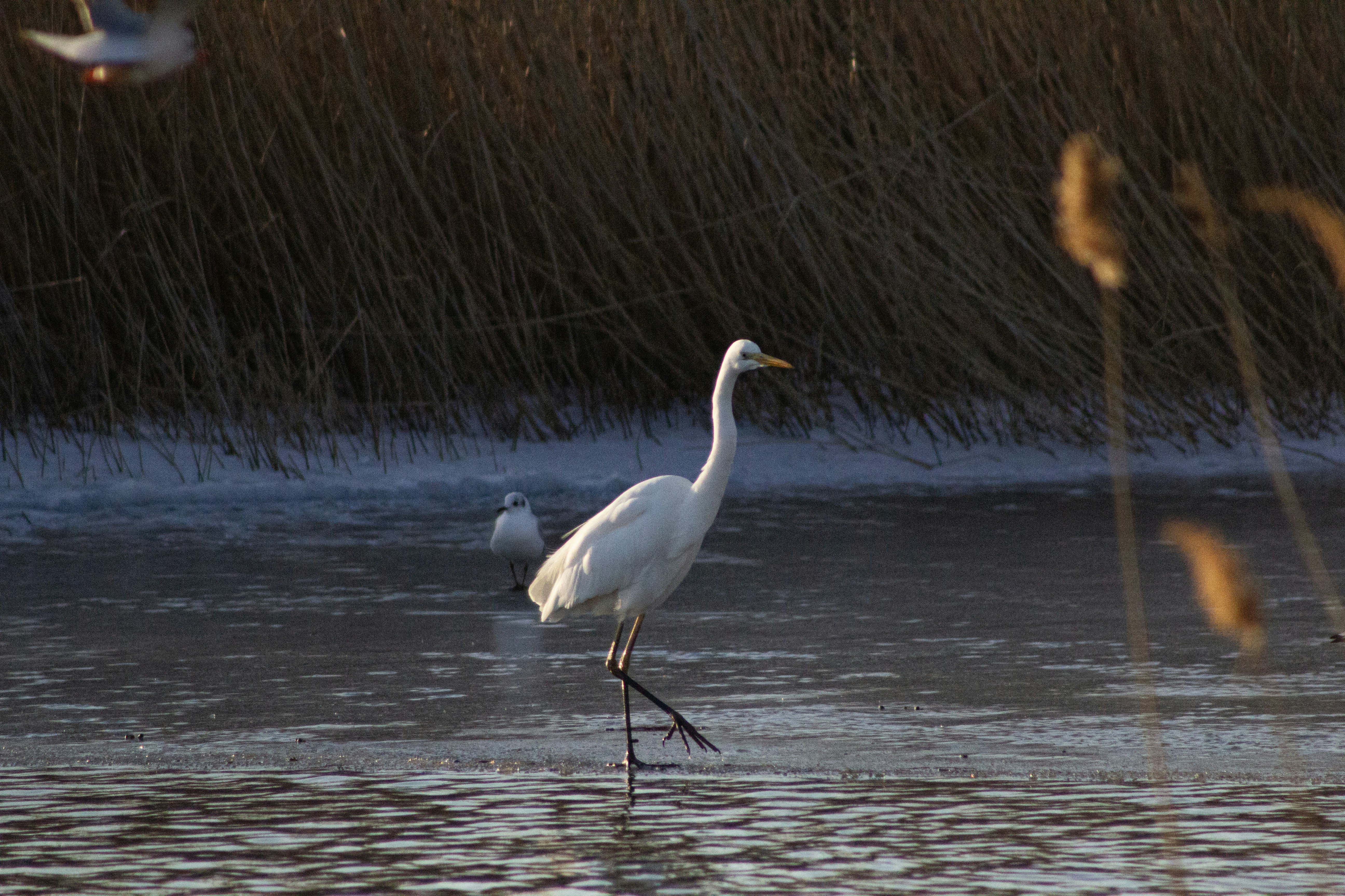 Photo by stepan_konev