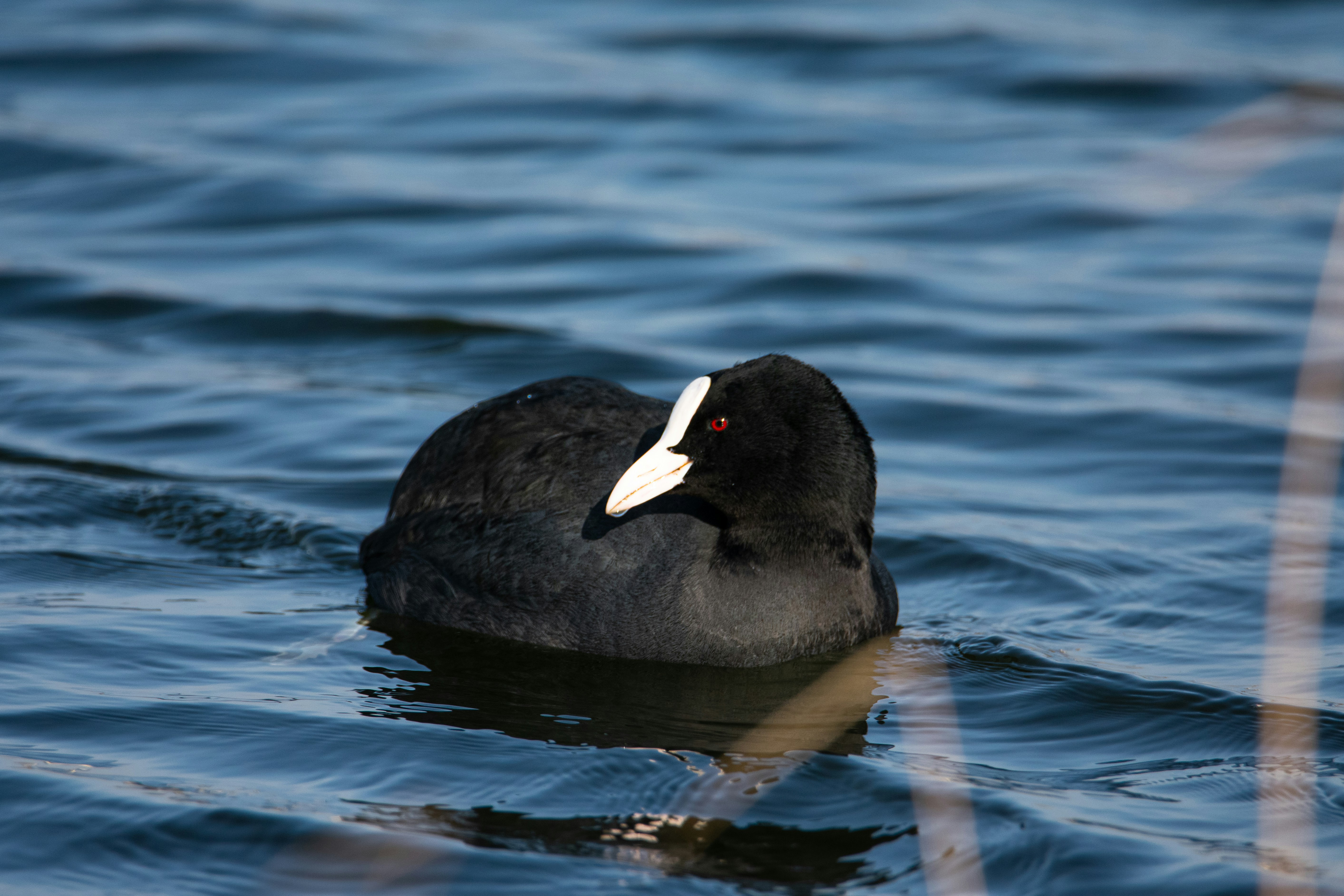 Photo by samuel_hagger