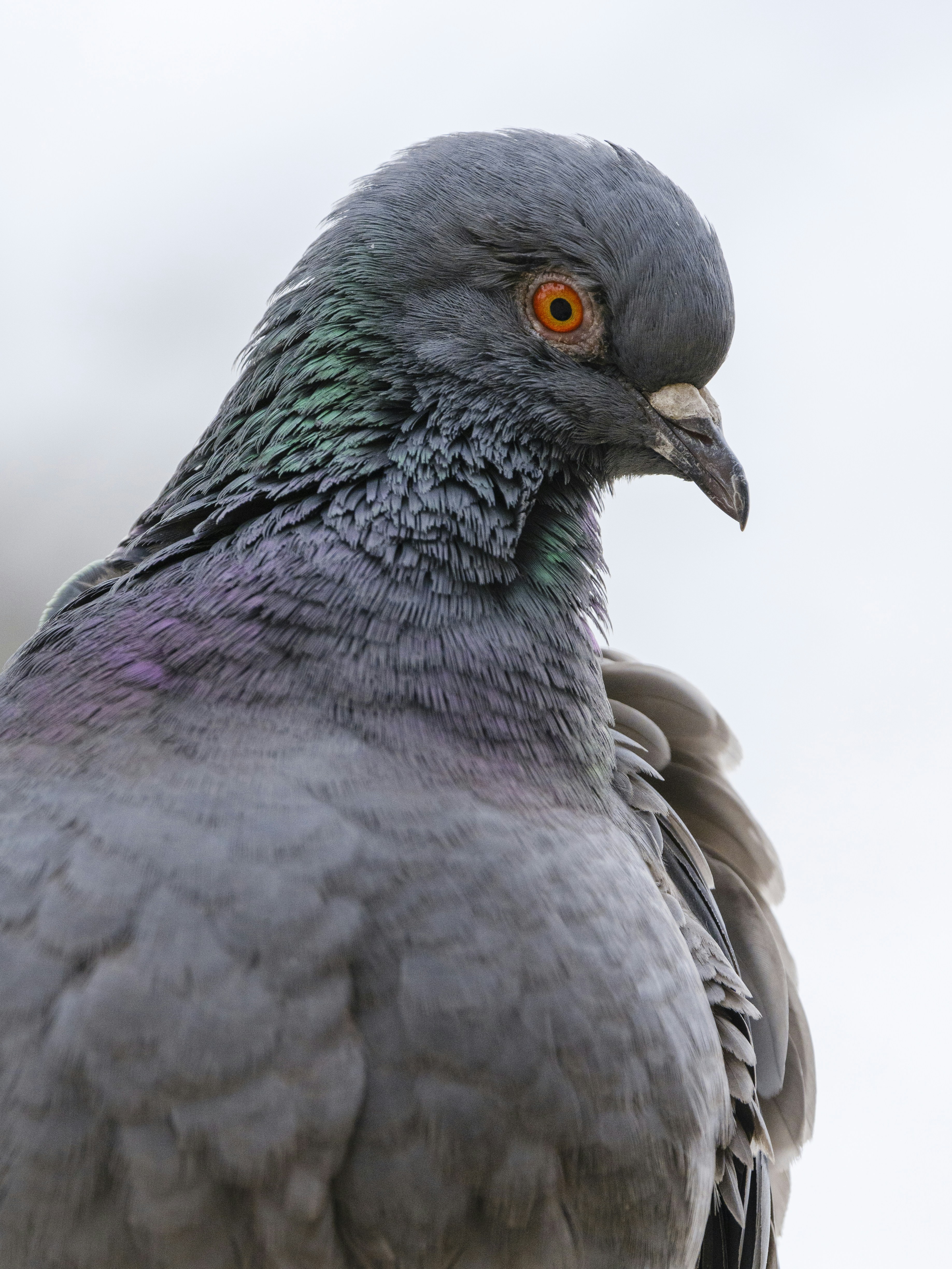 One-legged pigeon close-up